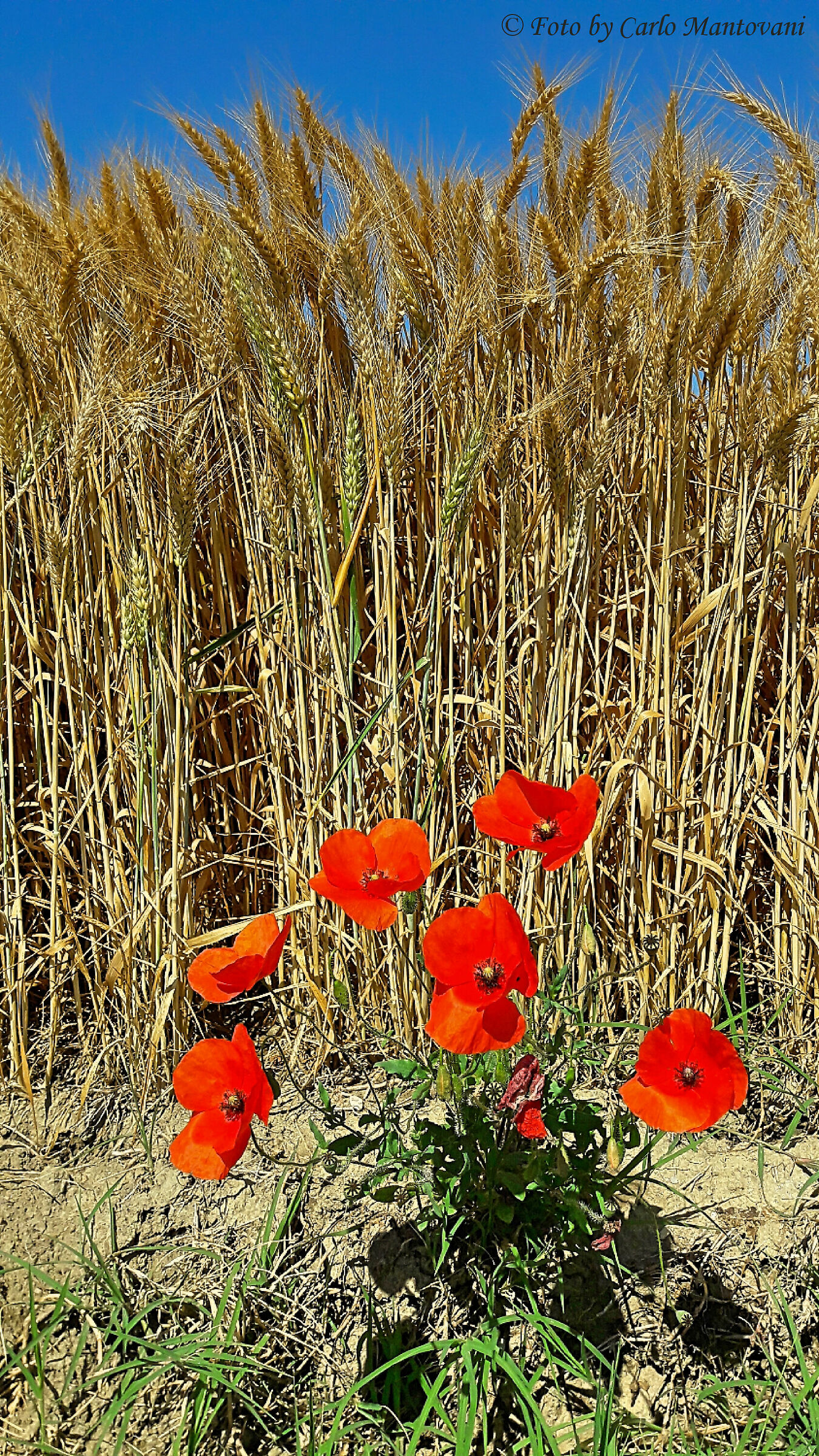 Grano e papaveri