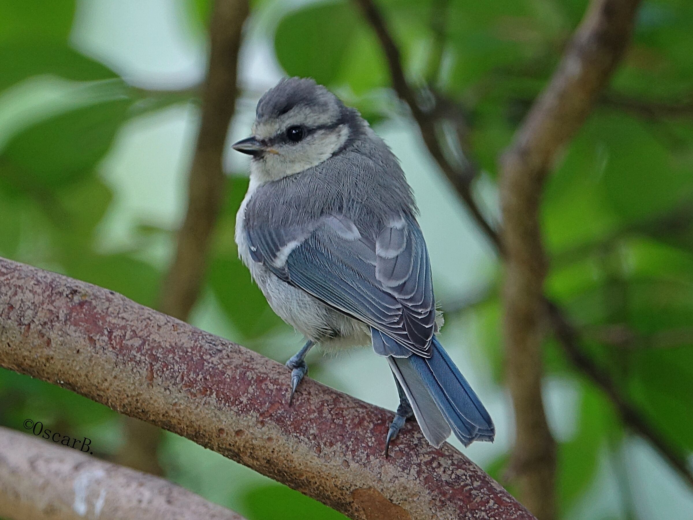Little Cinciarella on branch