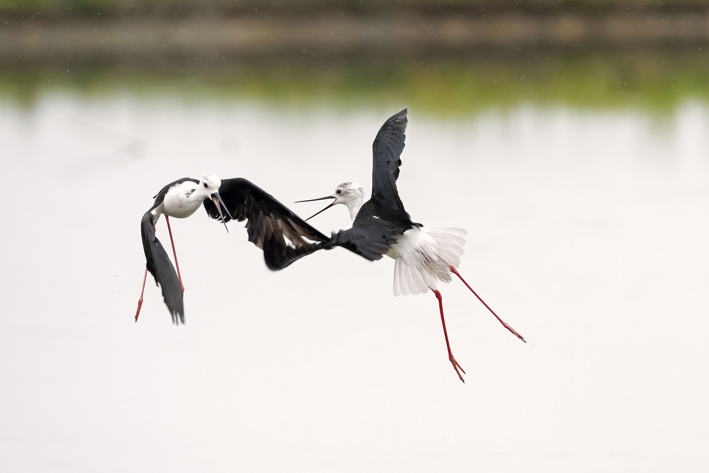 Dispute territoriali