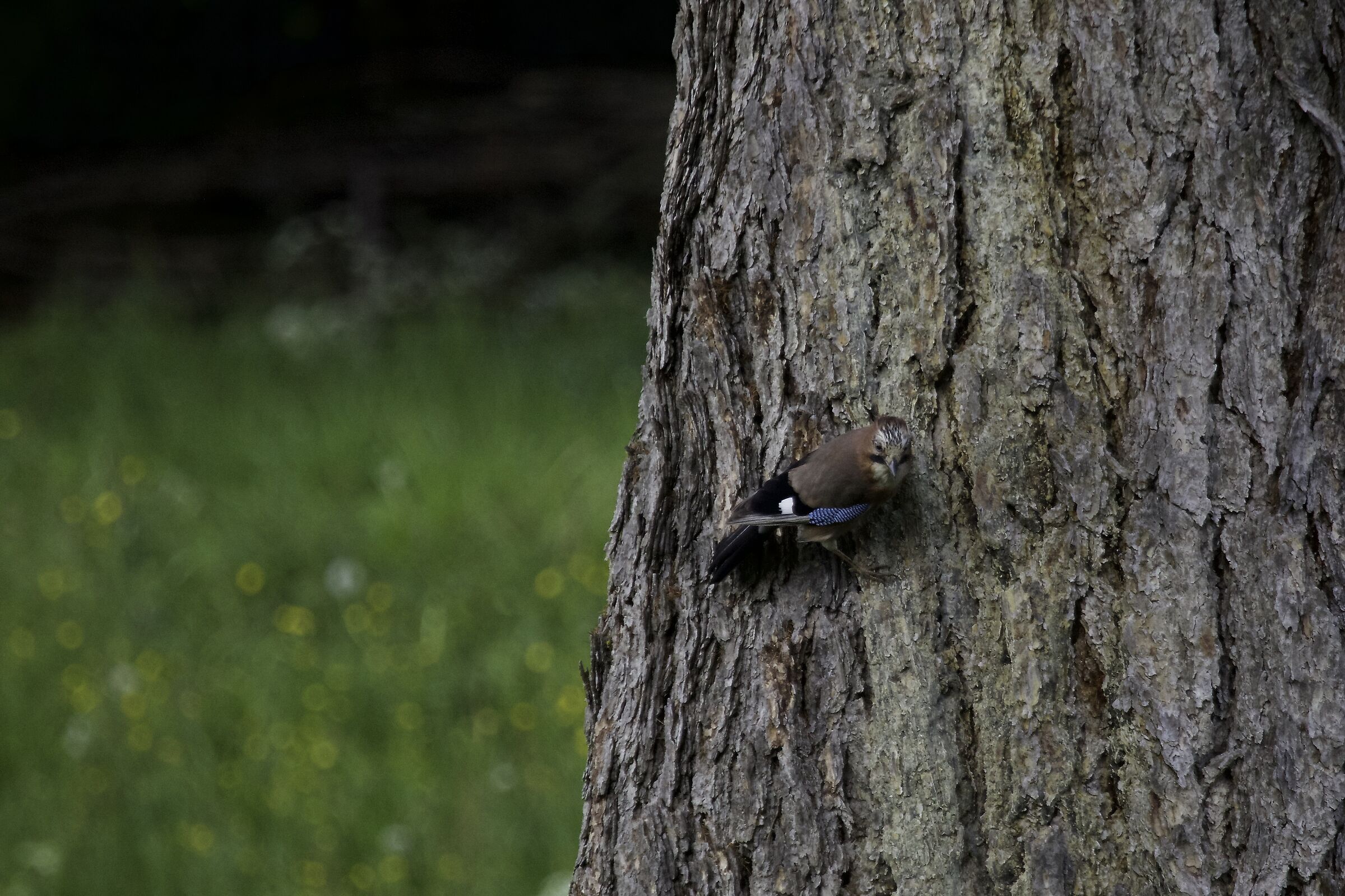 Ghiadaia in S. Genesio - Bolzano