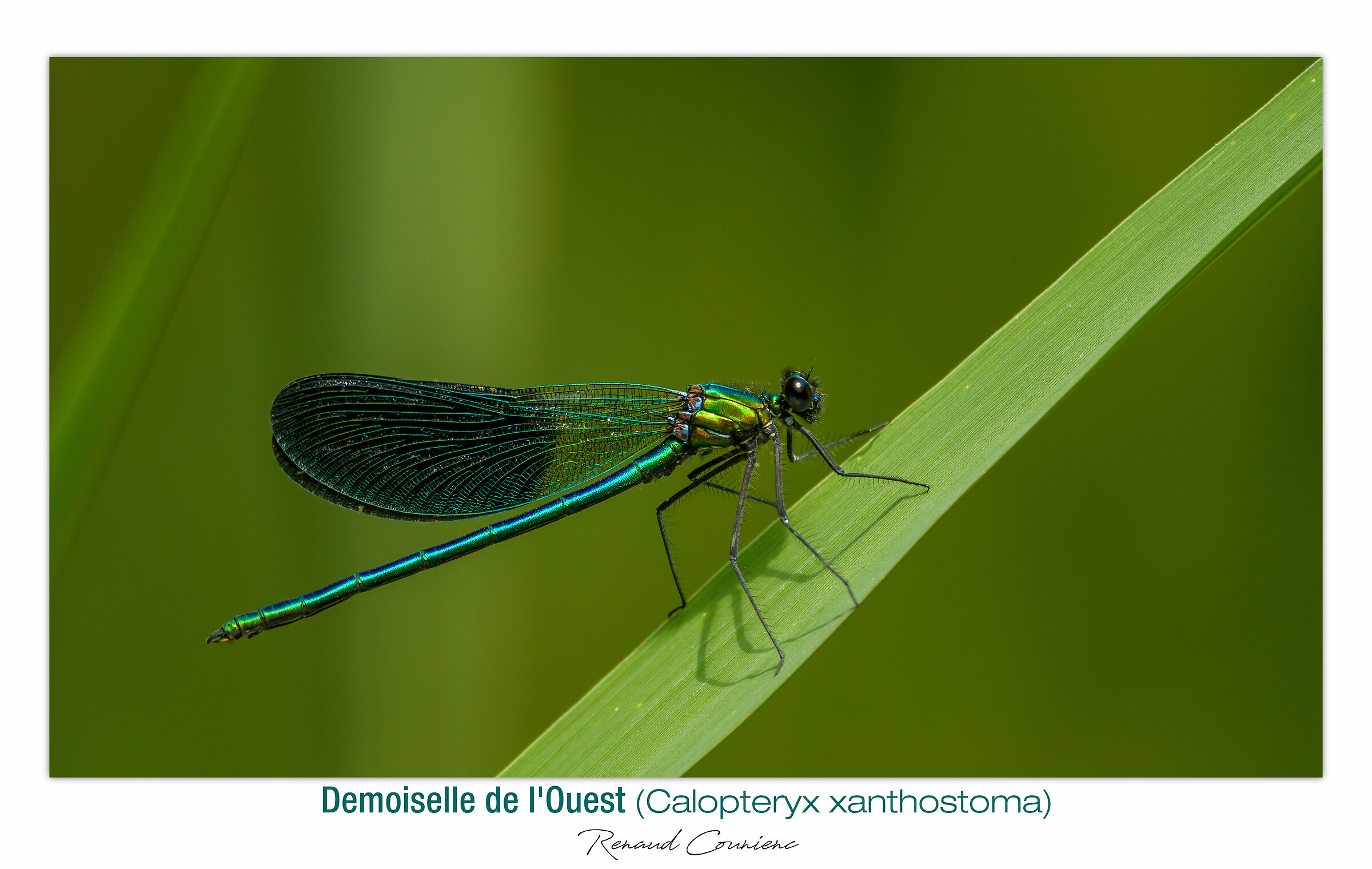 Damigelle occidentale