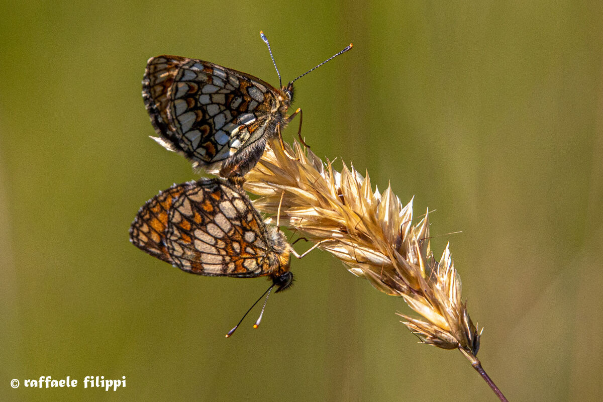 Melitaea Athalia Mating