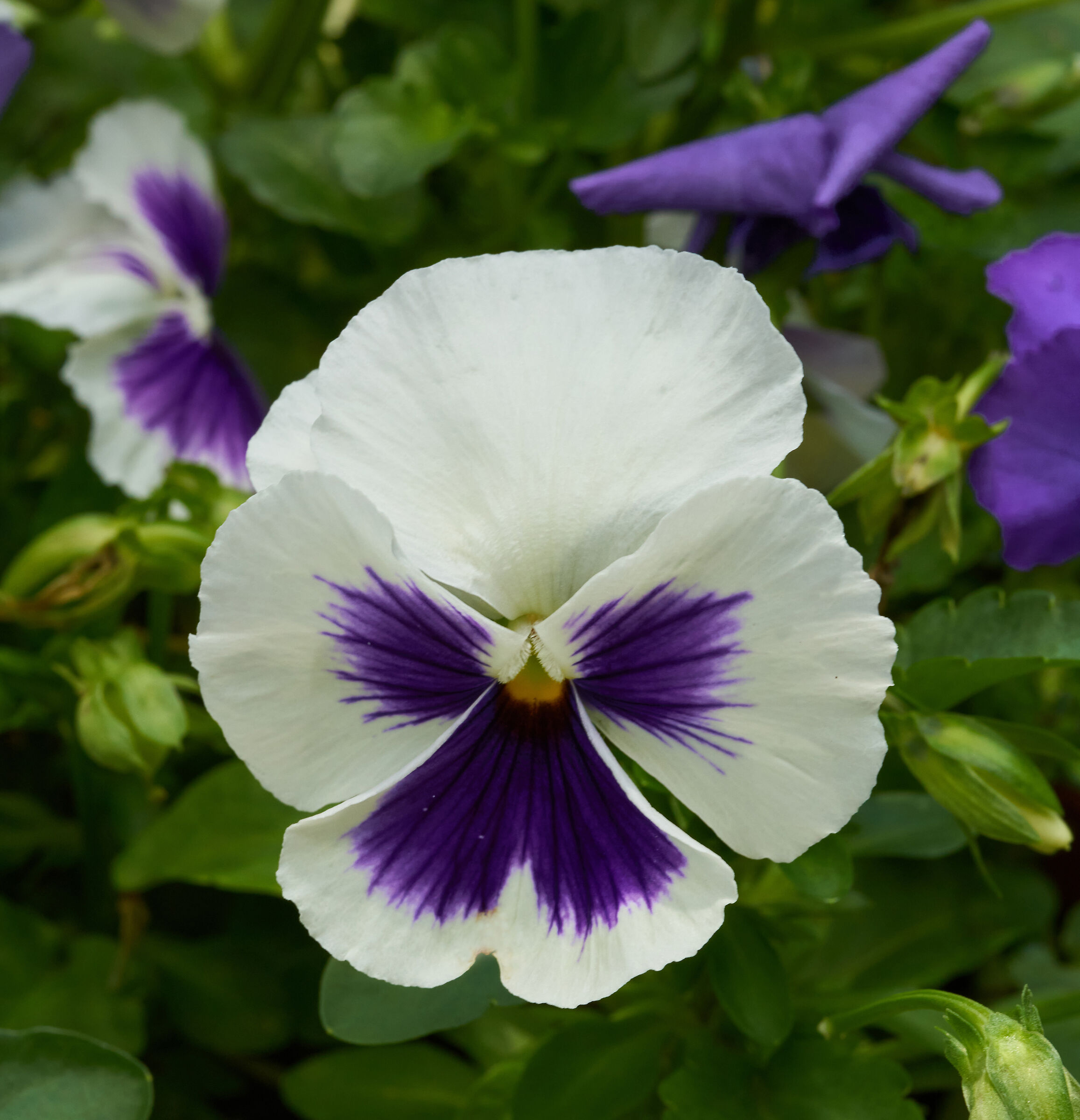 Che bella pansè che tieni...