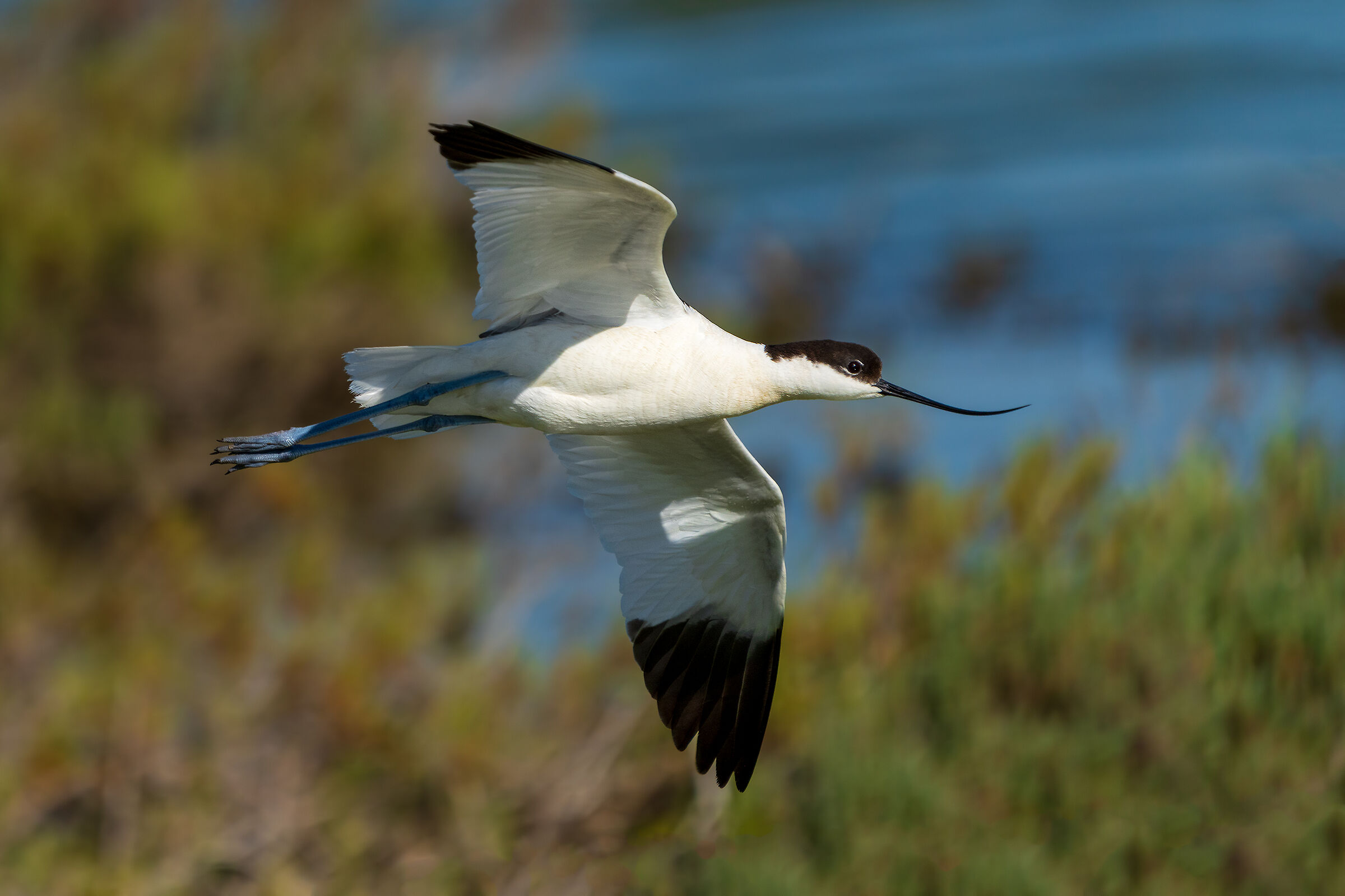 Avocetta, New