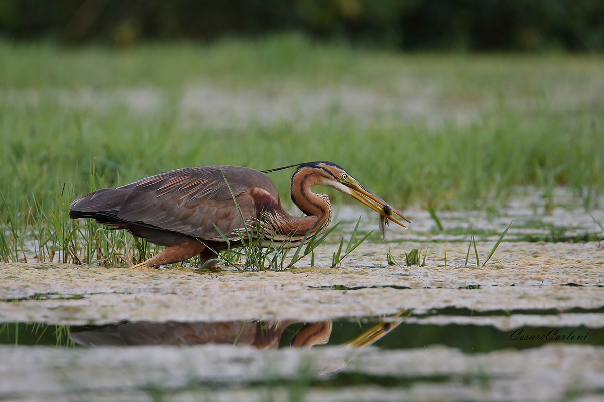 Red Heron