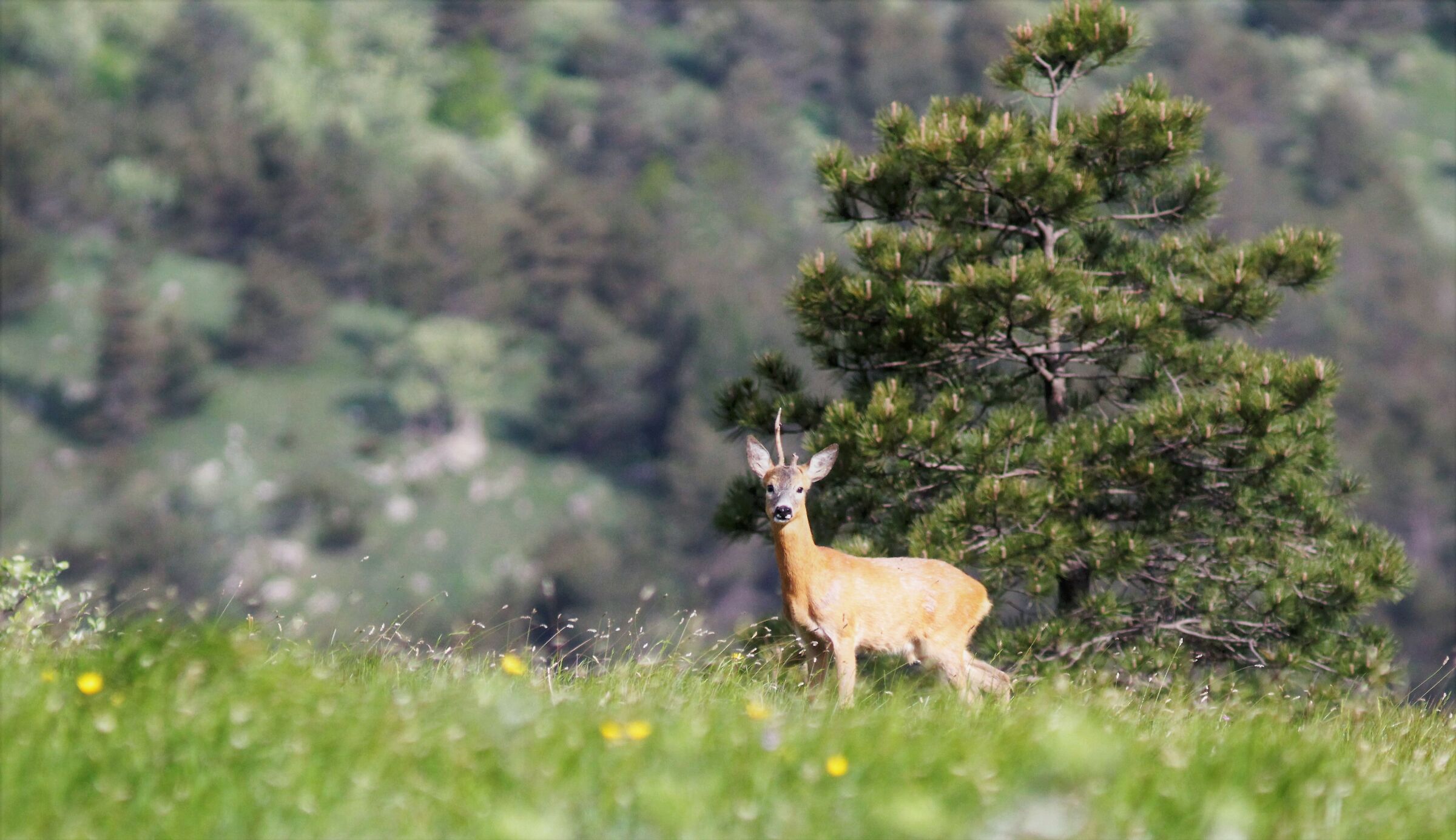 capriolo maschio