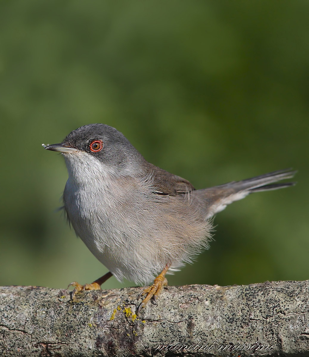 Occhiocotto F(Sylvia melanocephala)