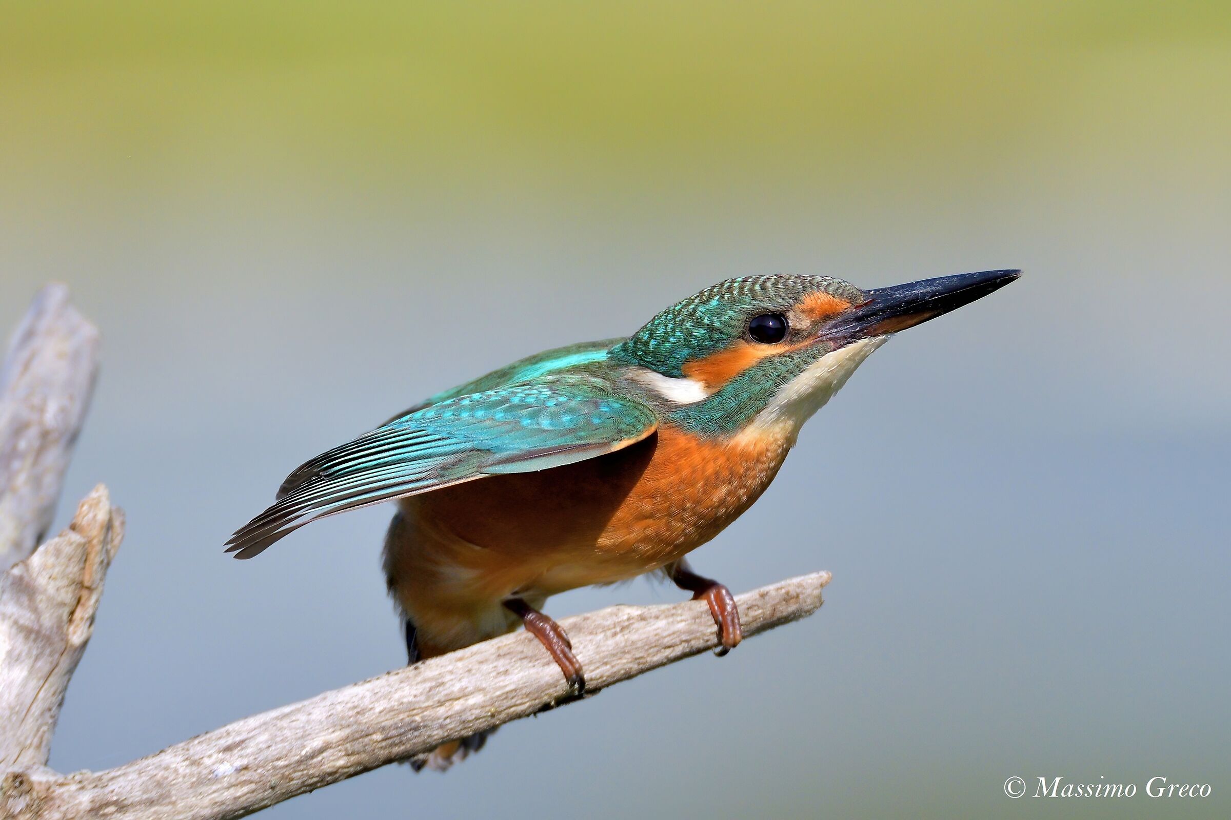 Sulla rampa di lancio . Martin pescatore