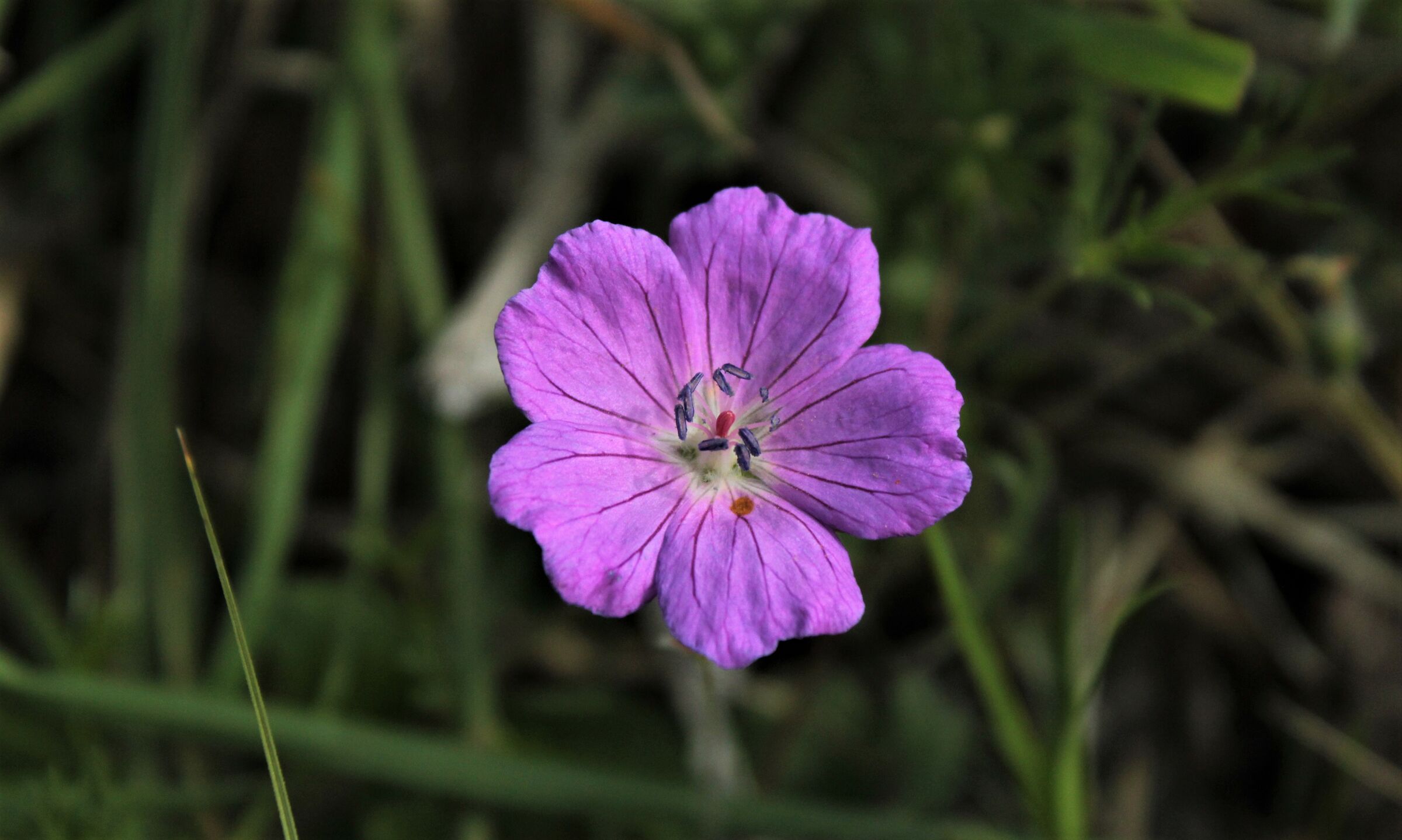 campanula