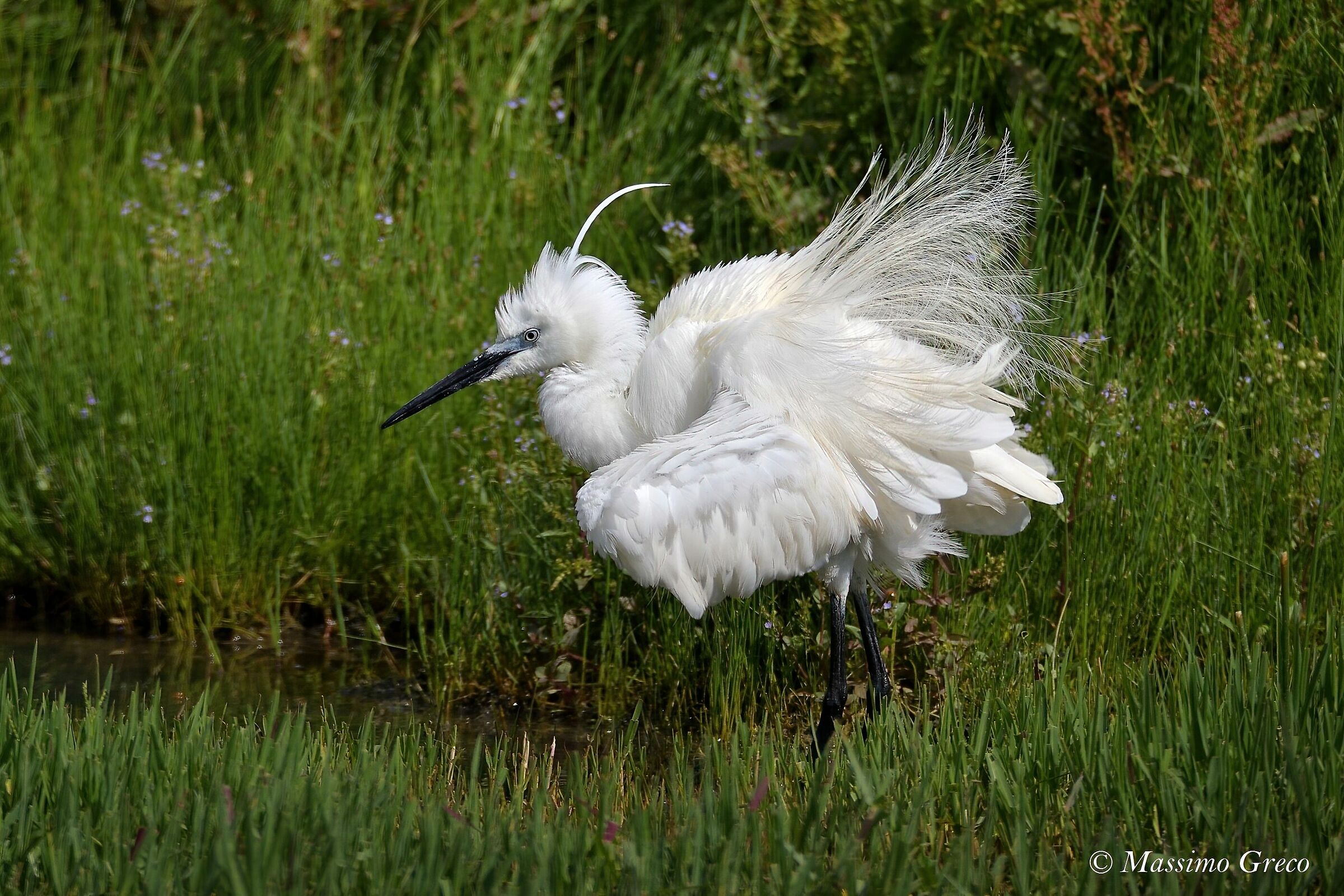 Garzetta's wedding dress