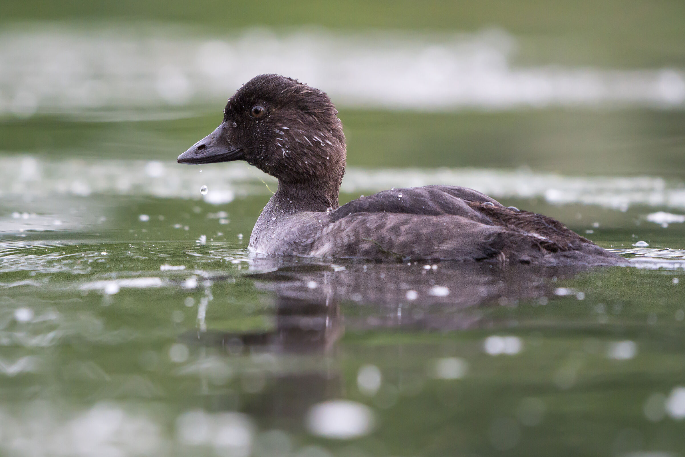 Occhio d'oro comune (Bucephala clangula)