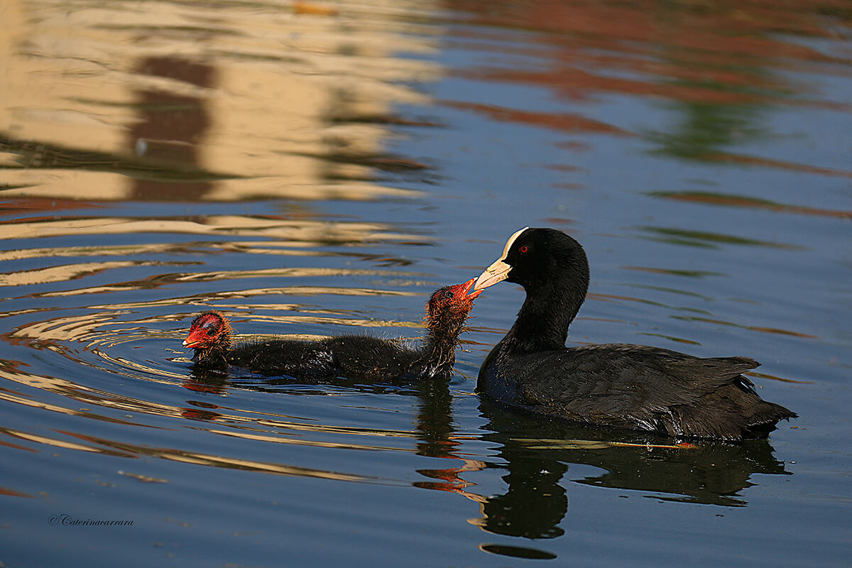 Is the gruel coming?
