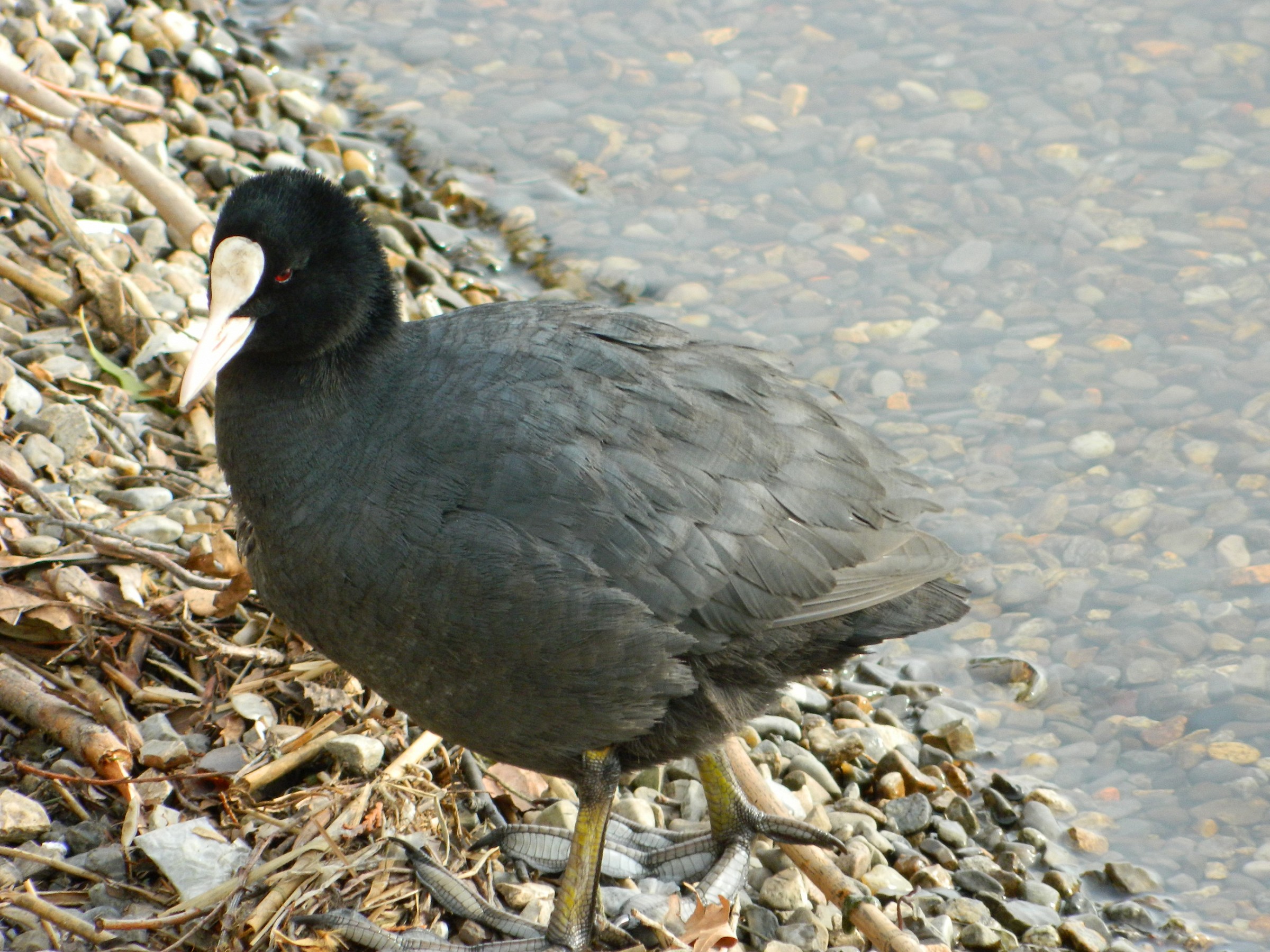 Coot