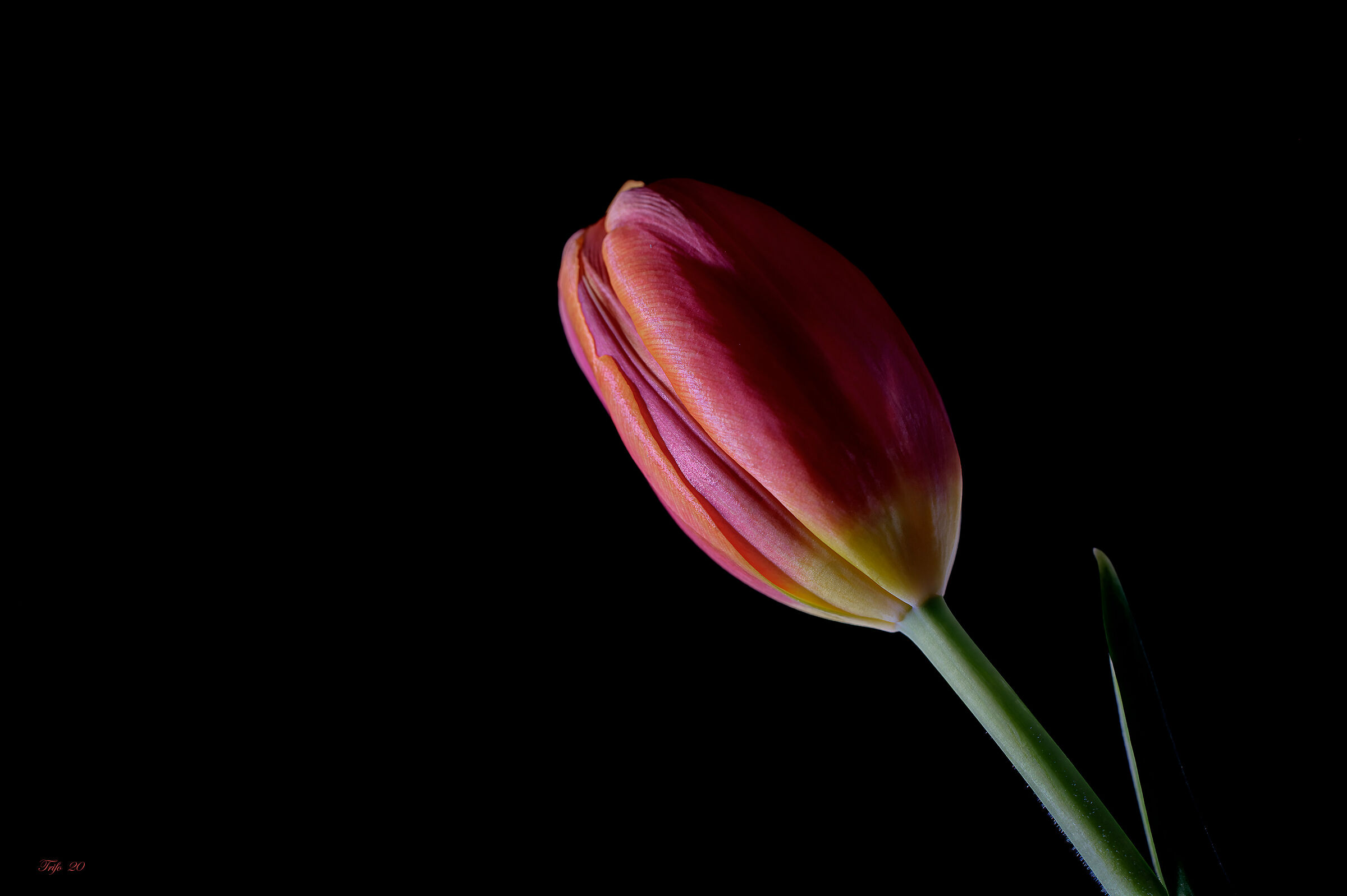 Aforisma Fotografico