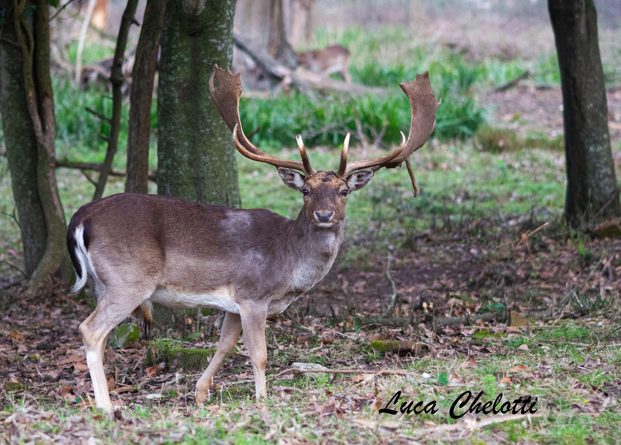 Sono in posa, scatta
