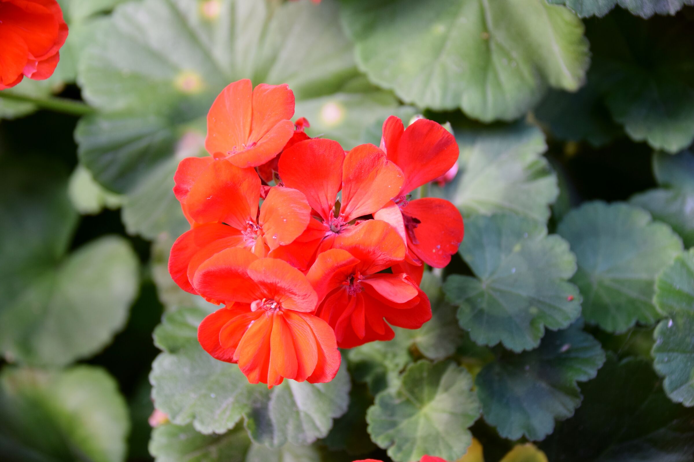 Geraniums