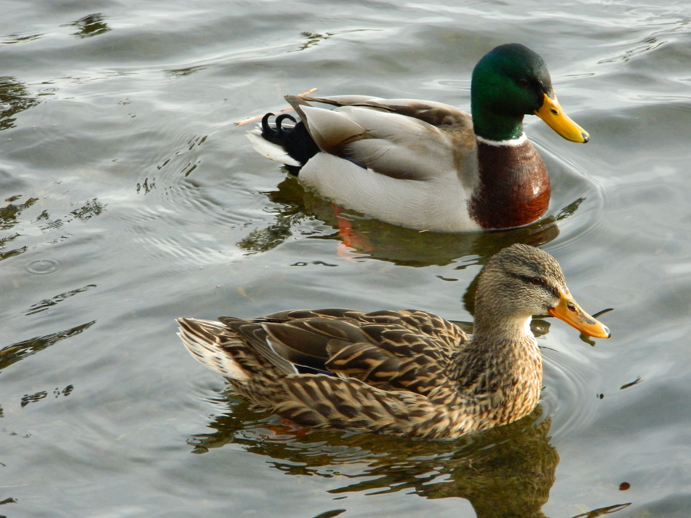 Pair of mallards