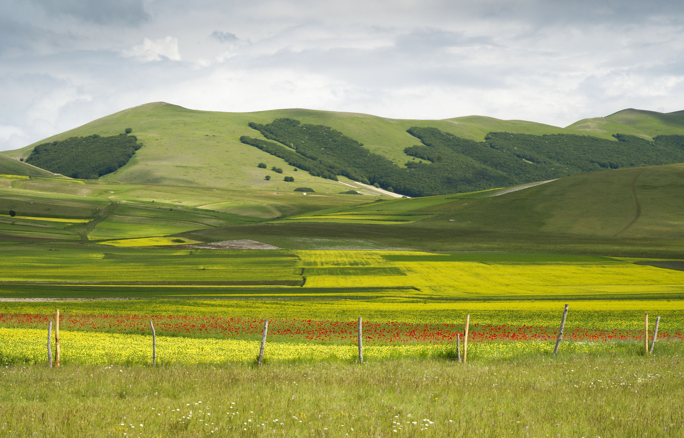 Fioritura della lenticchia