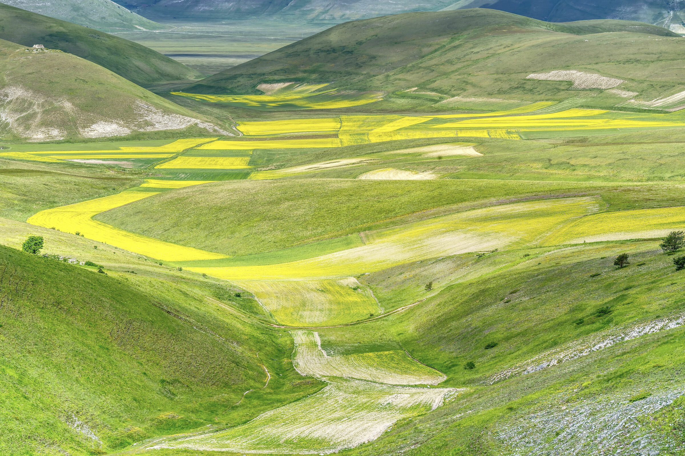 Fioritura della lenticchia