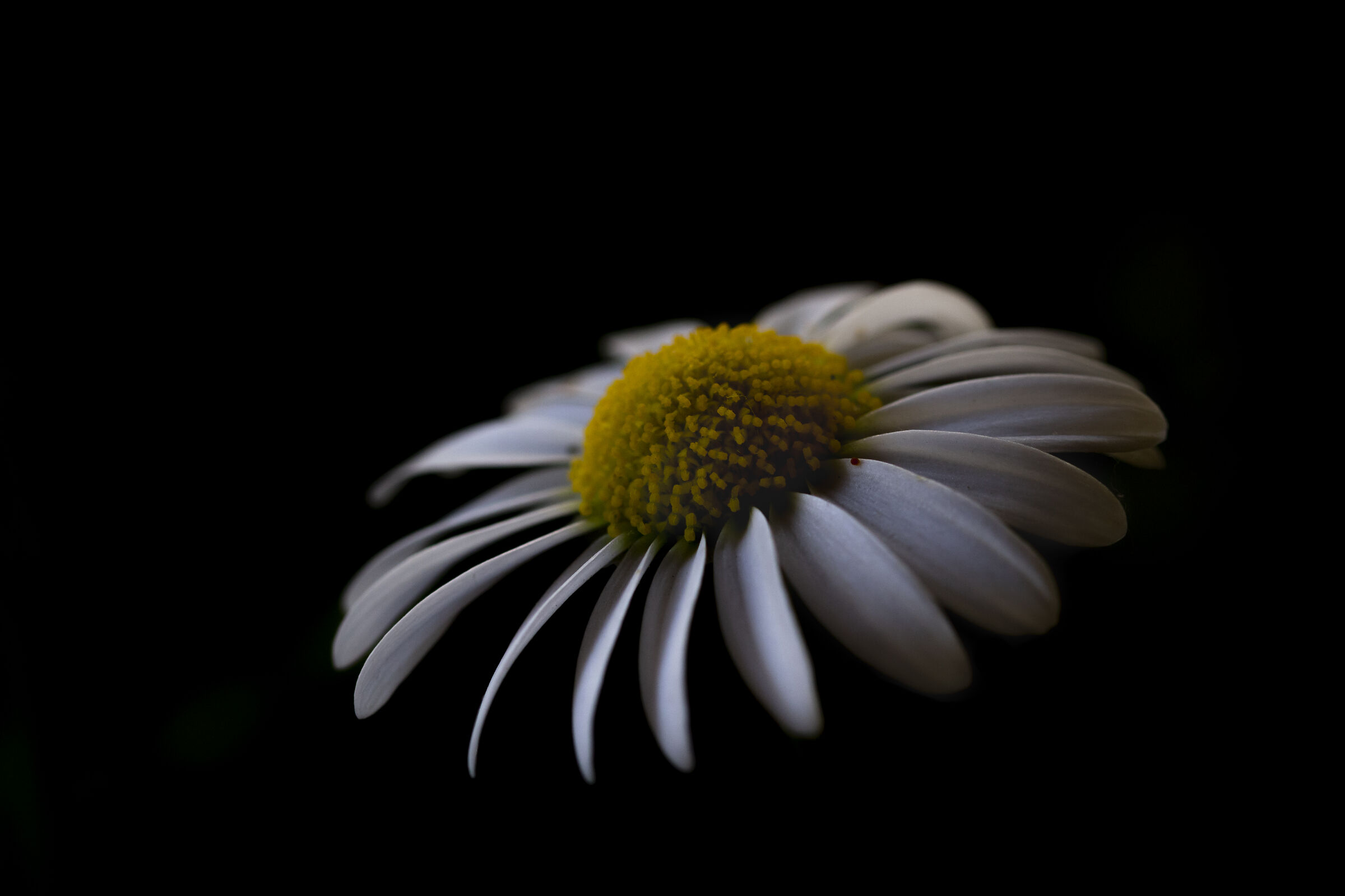 Eco Friendly propeller