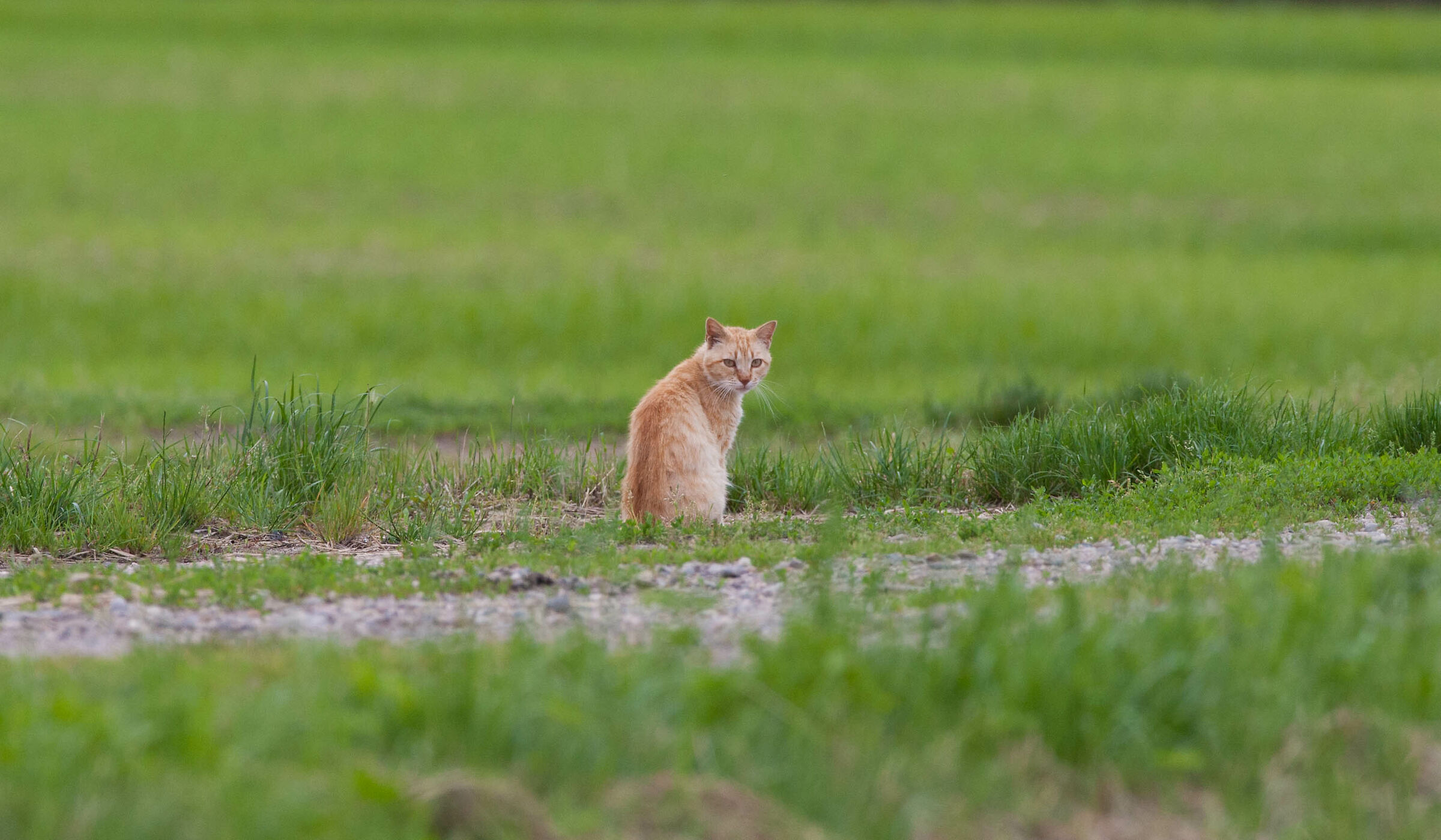 Today not even a mouse