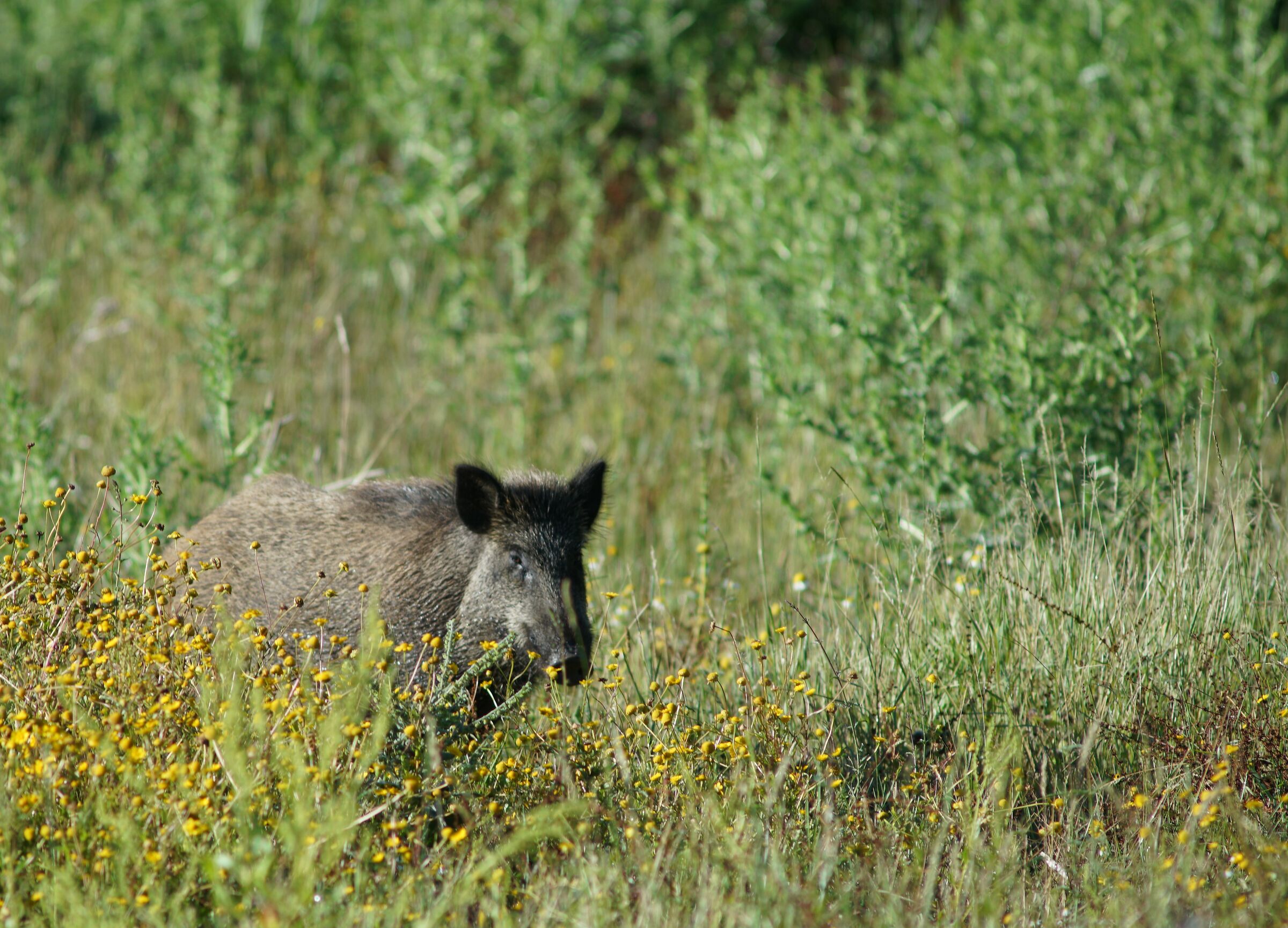 young wild boar, reserve of the Marcigliana Rome
