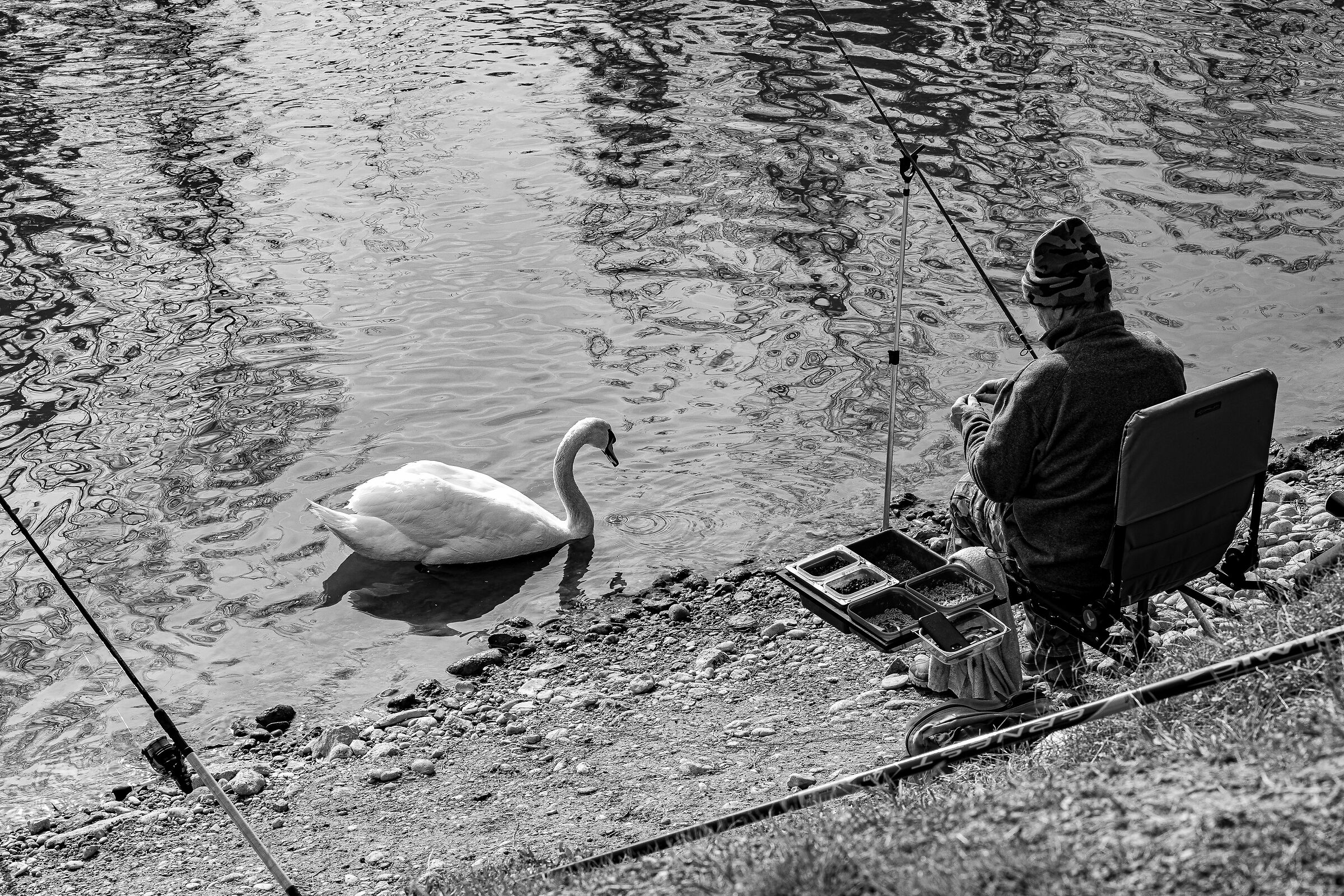 Fisher and Swan
