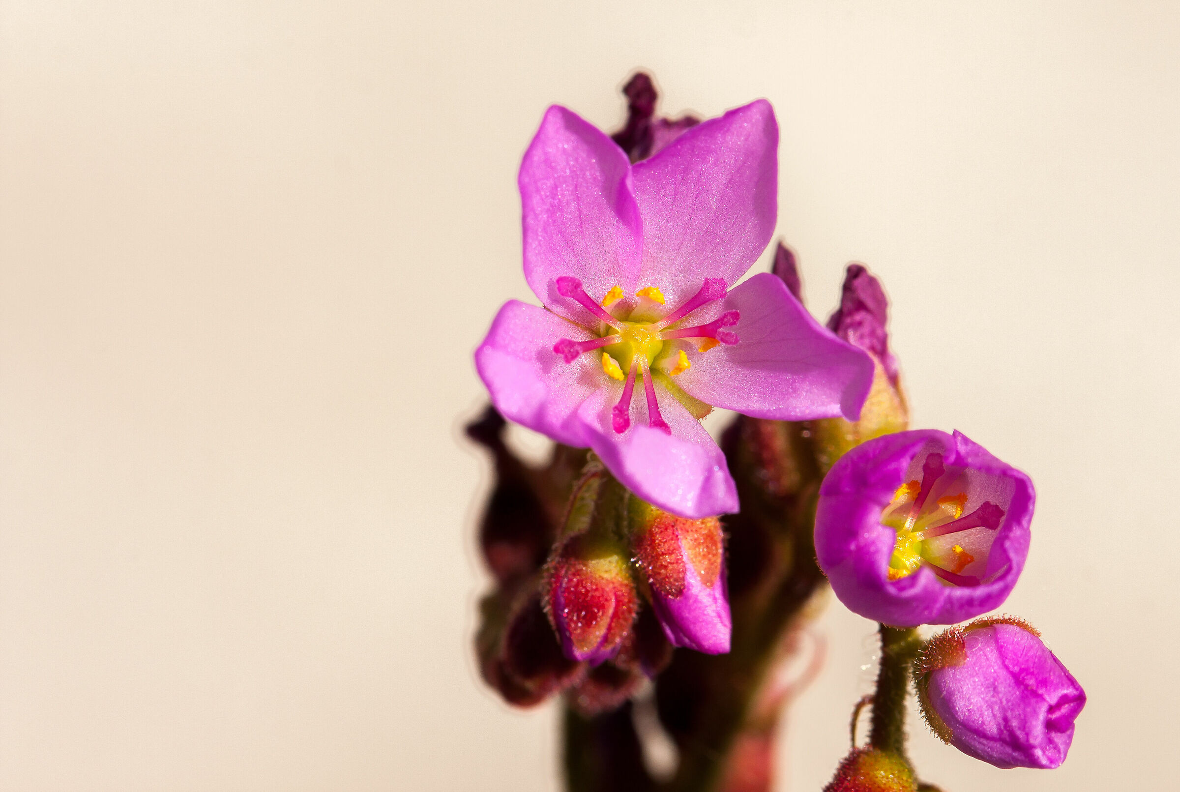 Drosera capensis