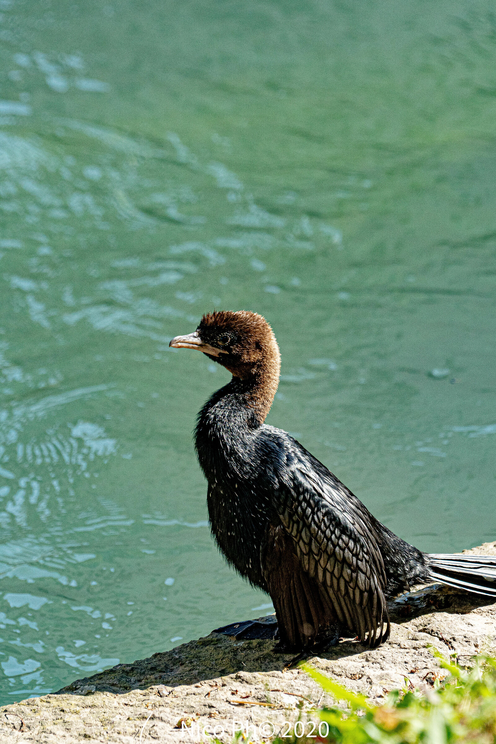 Cormorano in centro