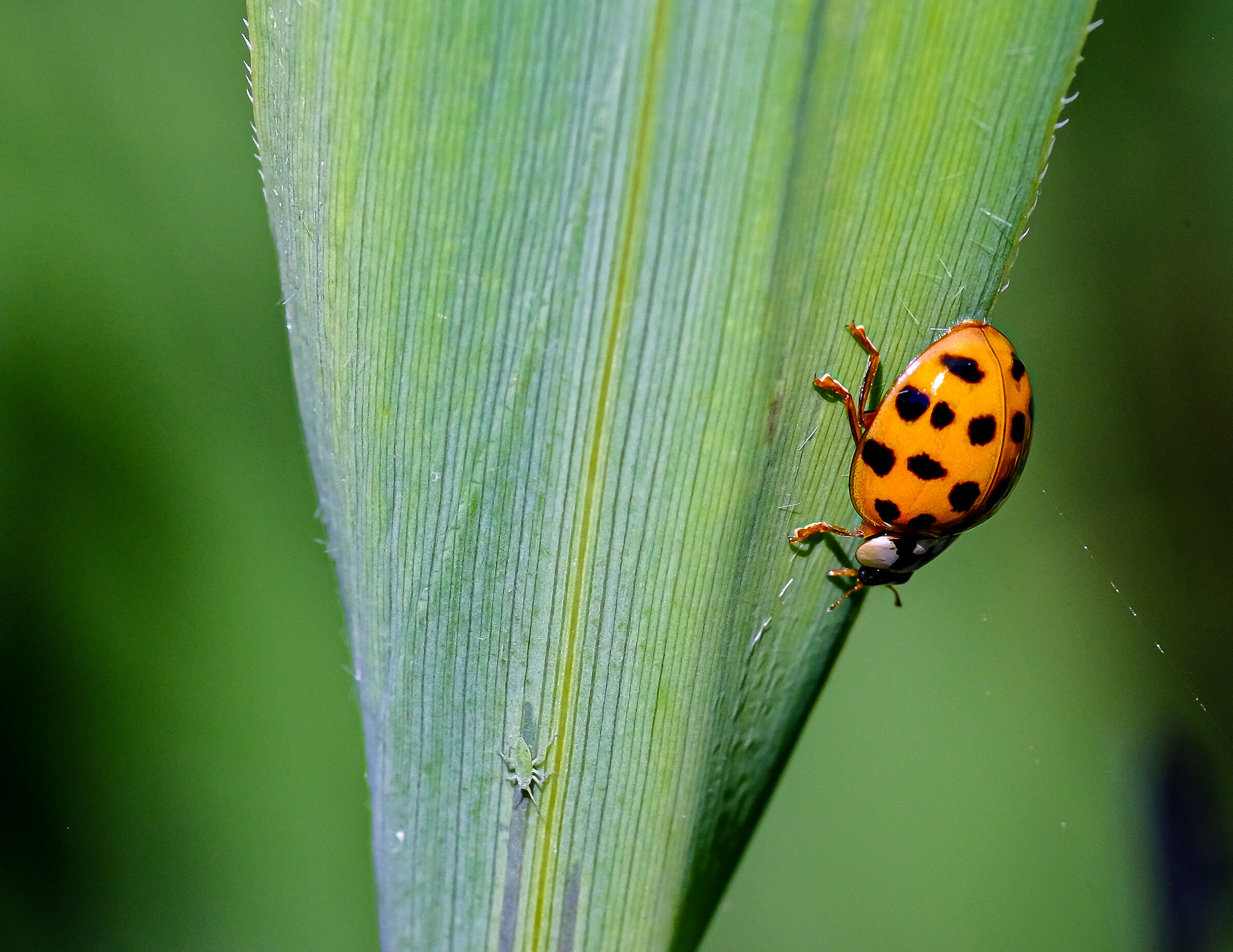 Speriamo non si accorga di me...