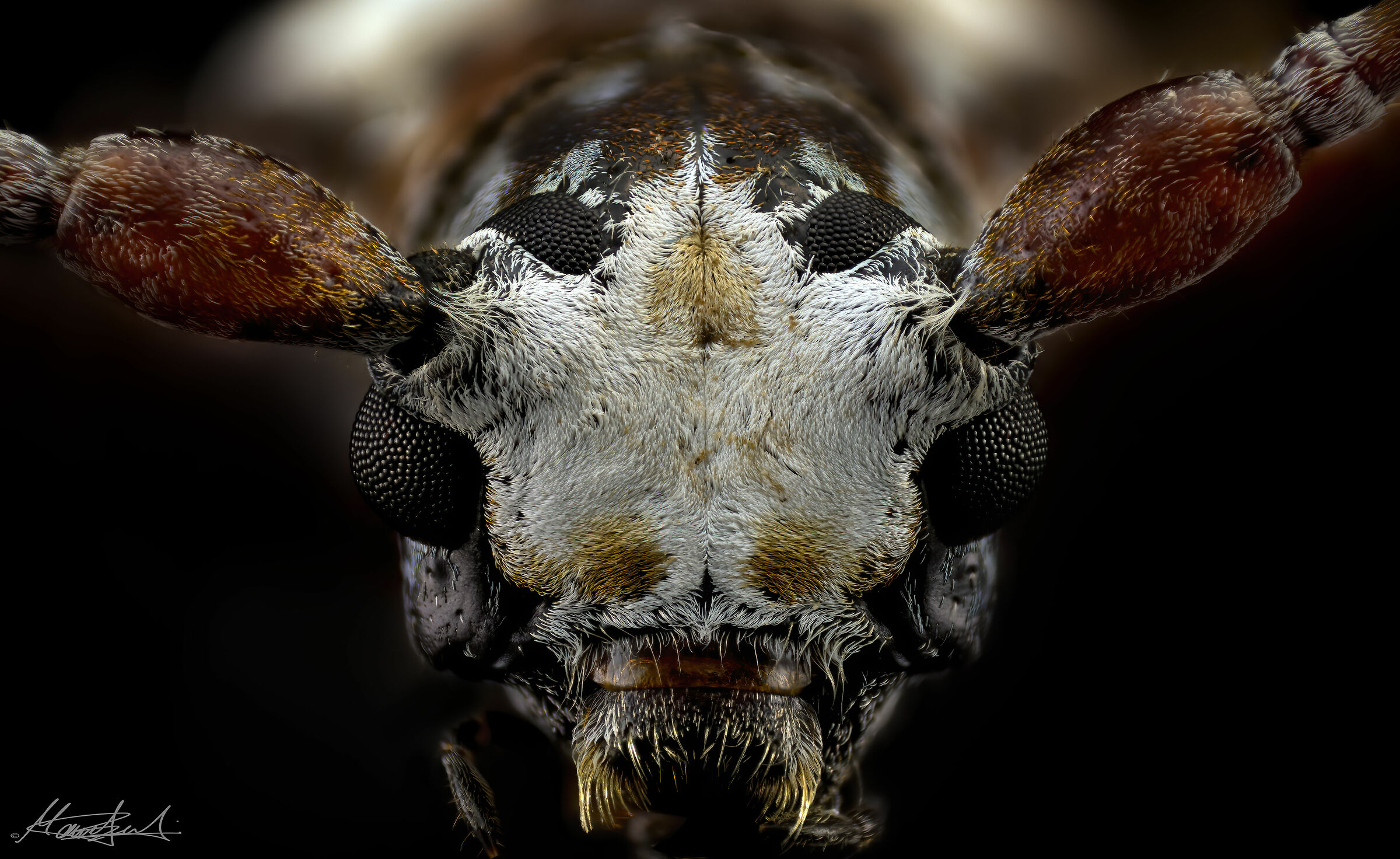 Callimation venustum