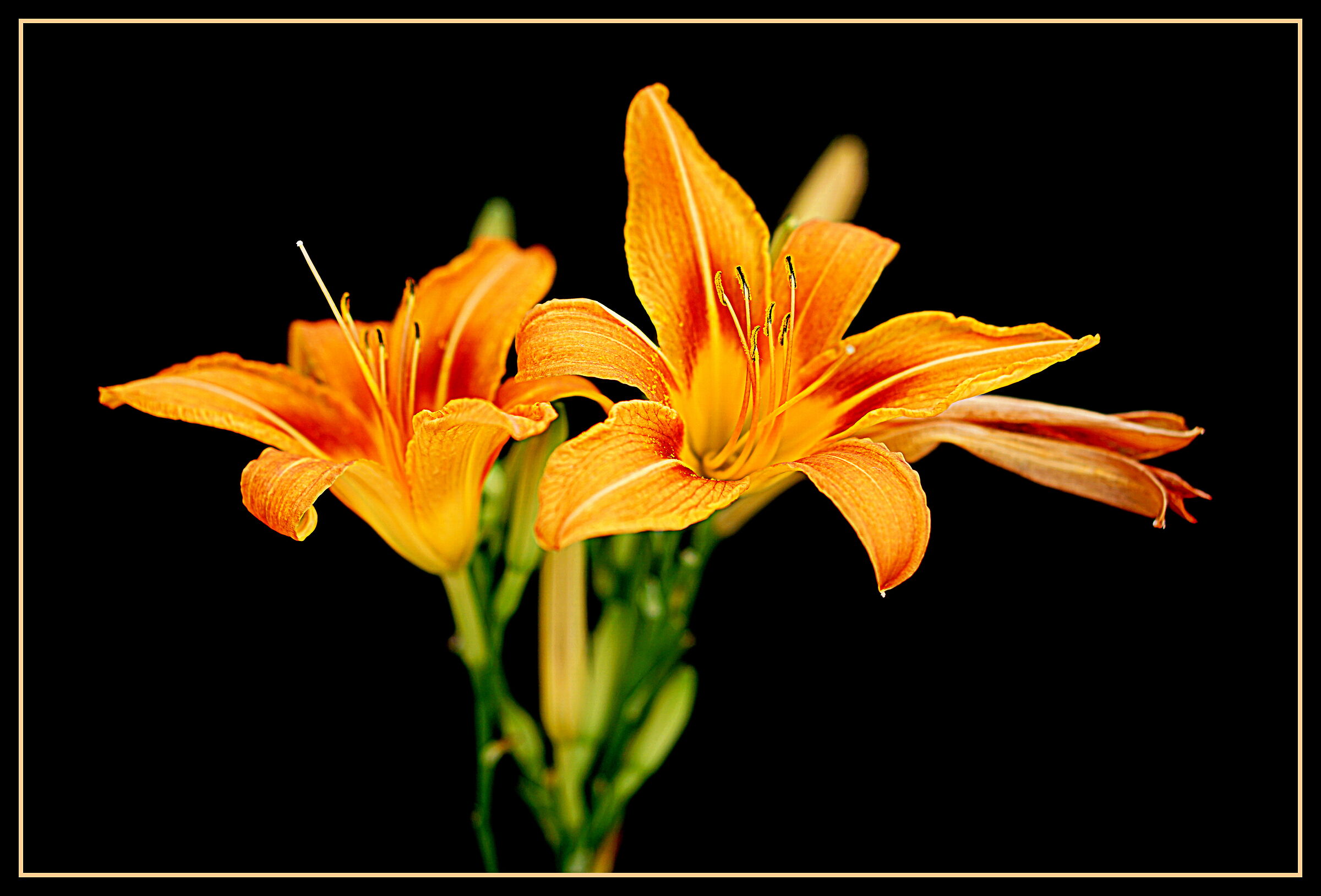 In the gardens of June