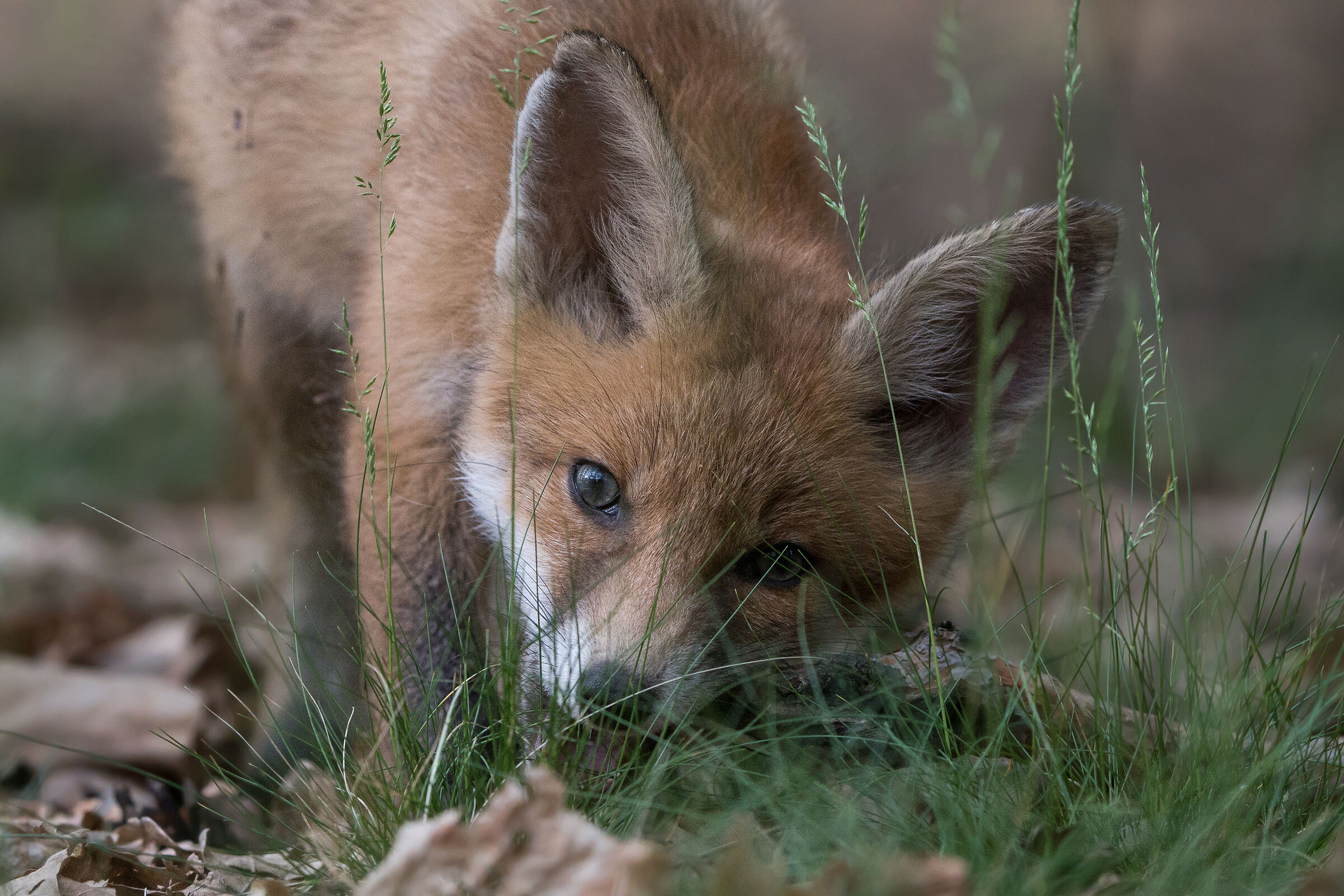Volpe rossa (Vulpes vulpes)