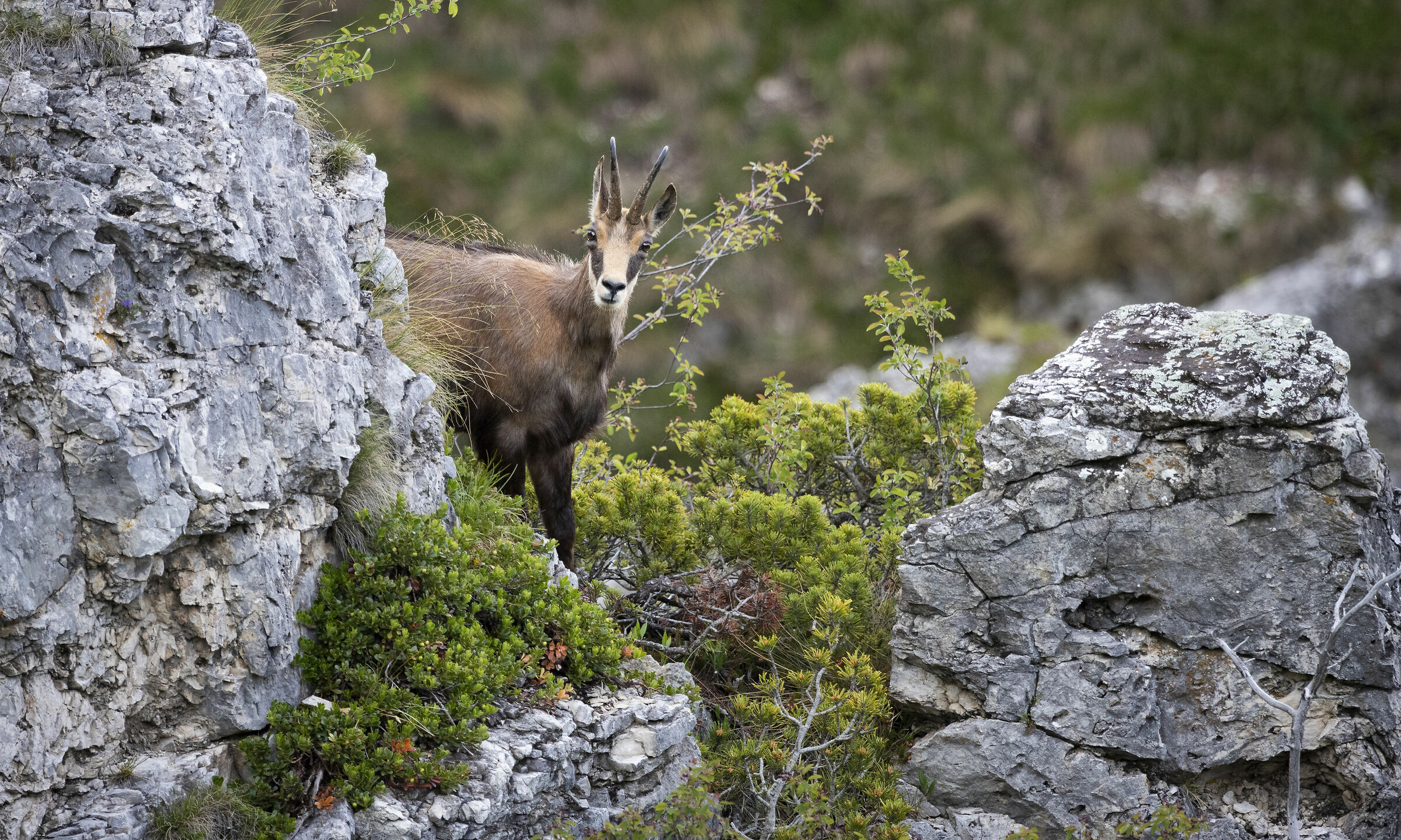 Camoscio on the Doss of the Crows (Marzola)
