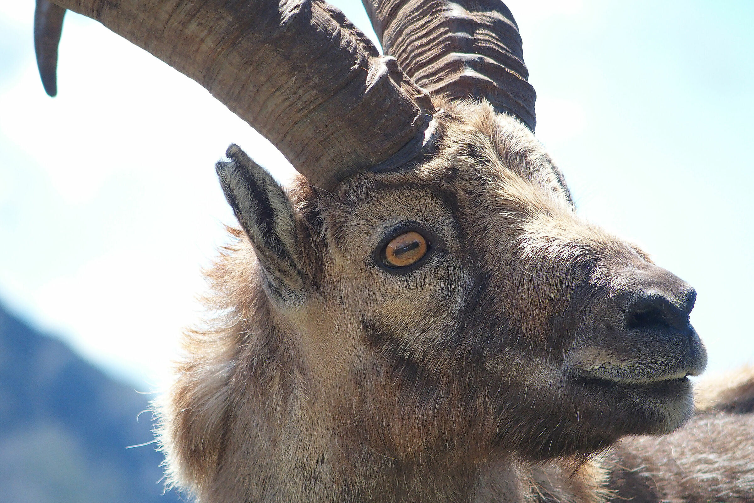 Ibex