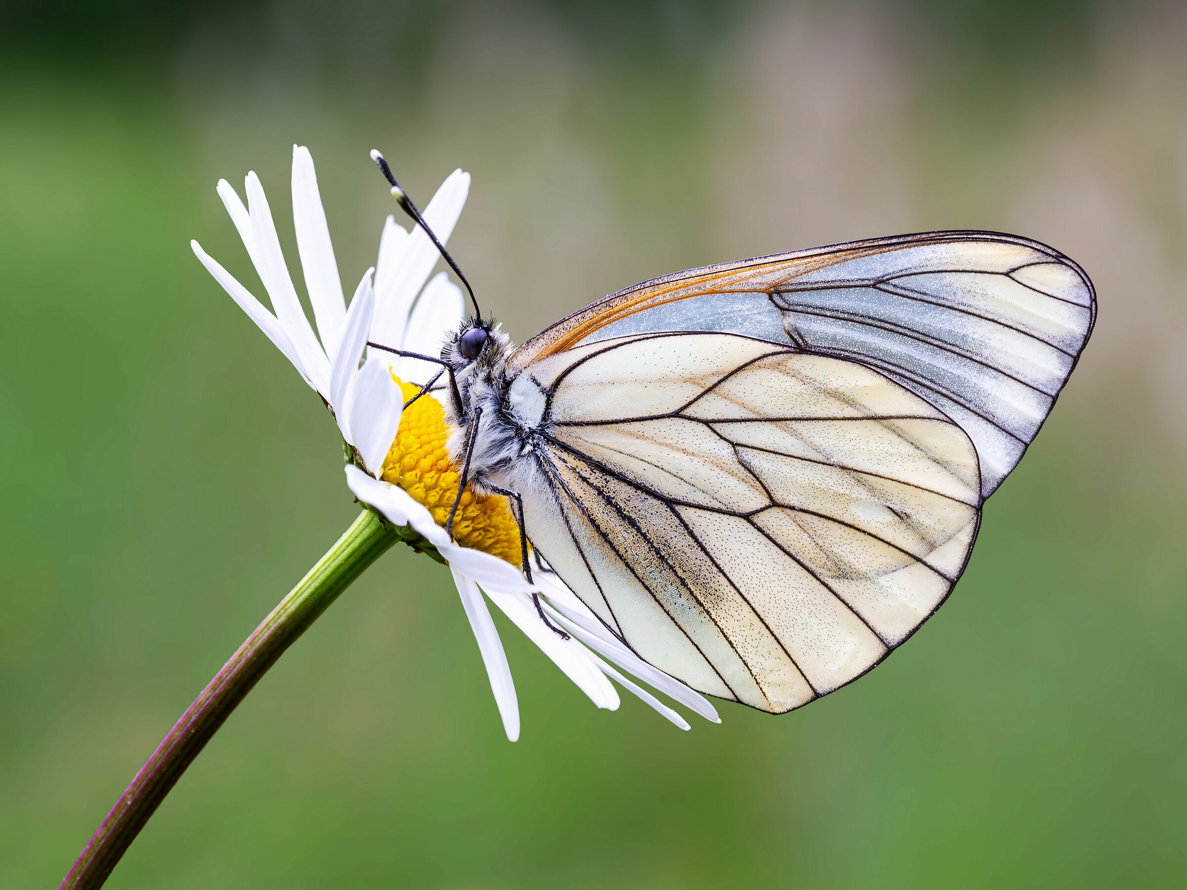 Prima farfalla 2020 PP3