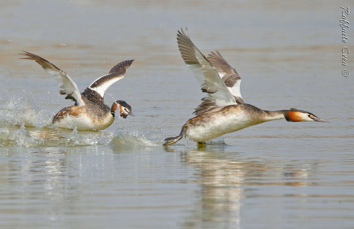 Svassi Major:Baruffe