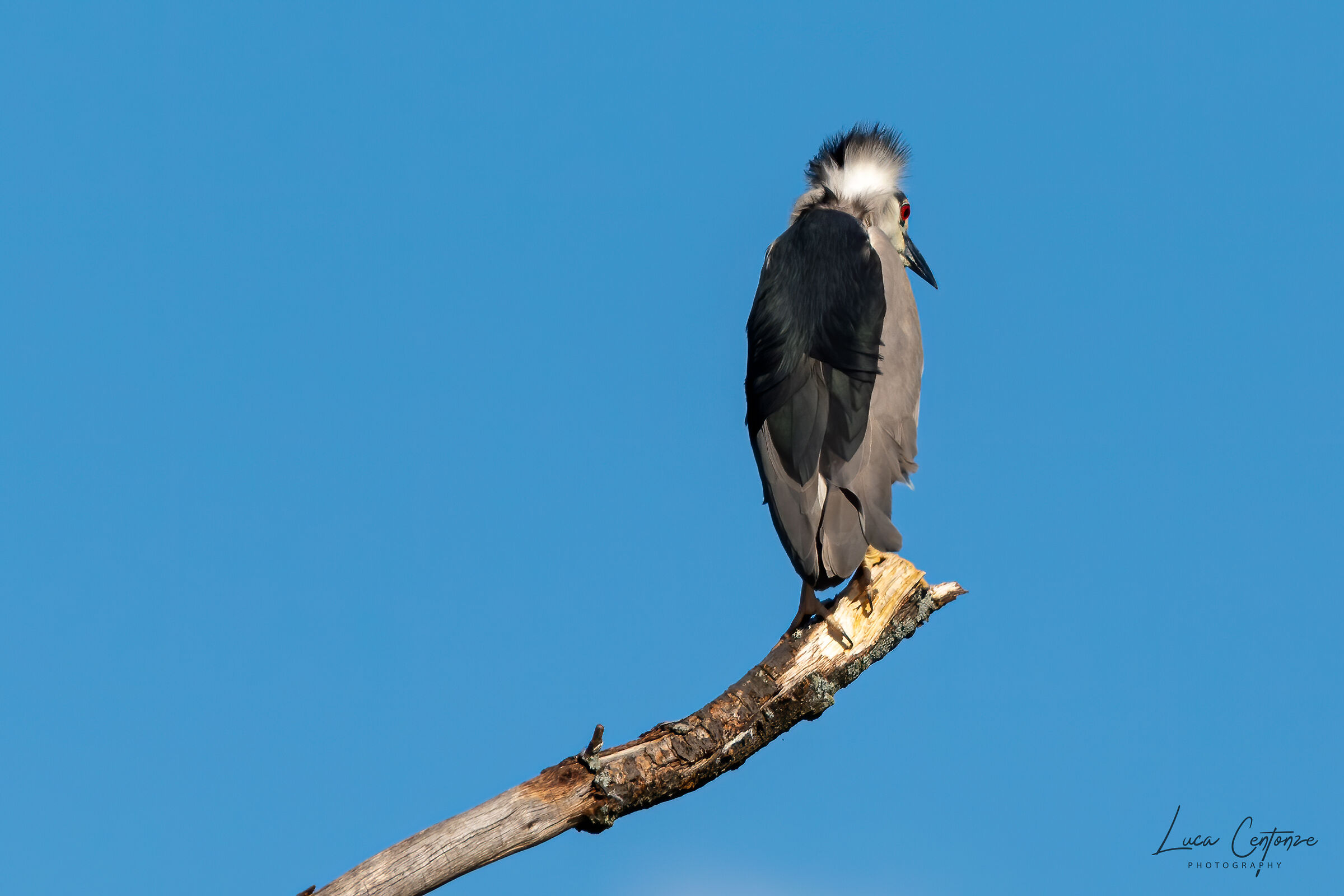 Nitticora (Nycticorax nycticorax)