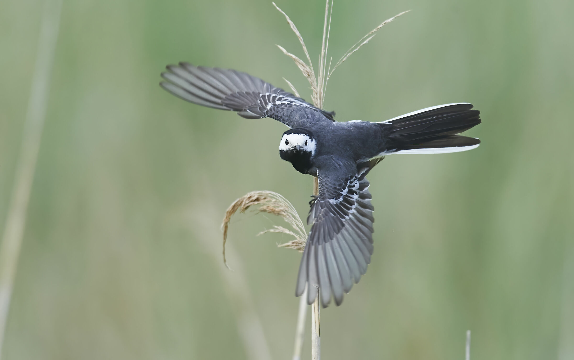Wagtail Bianco