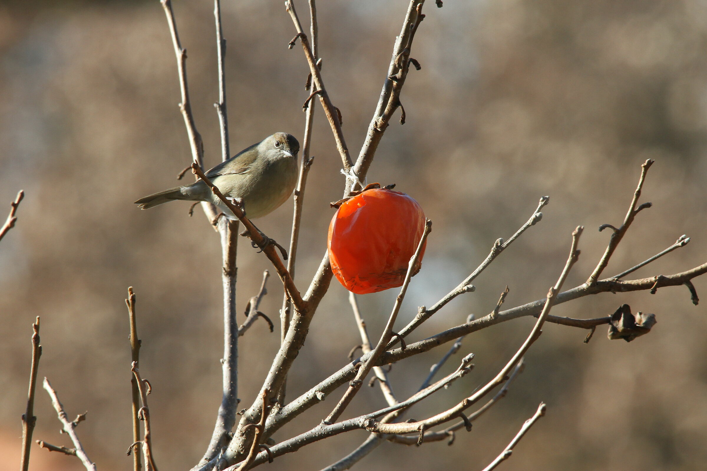Femmina di Capinera (Sylvia atricapilla )