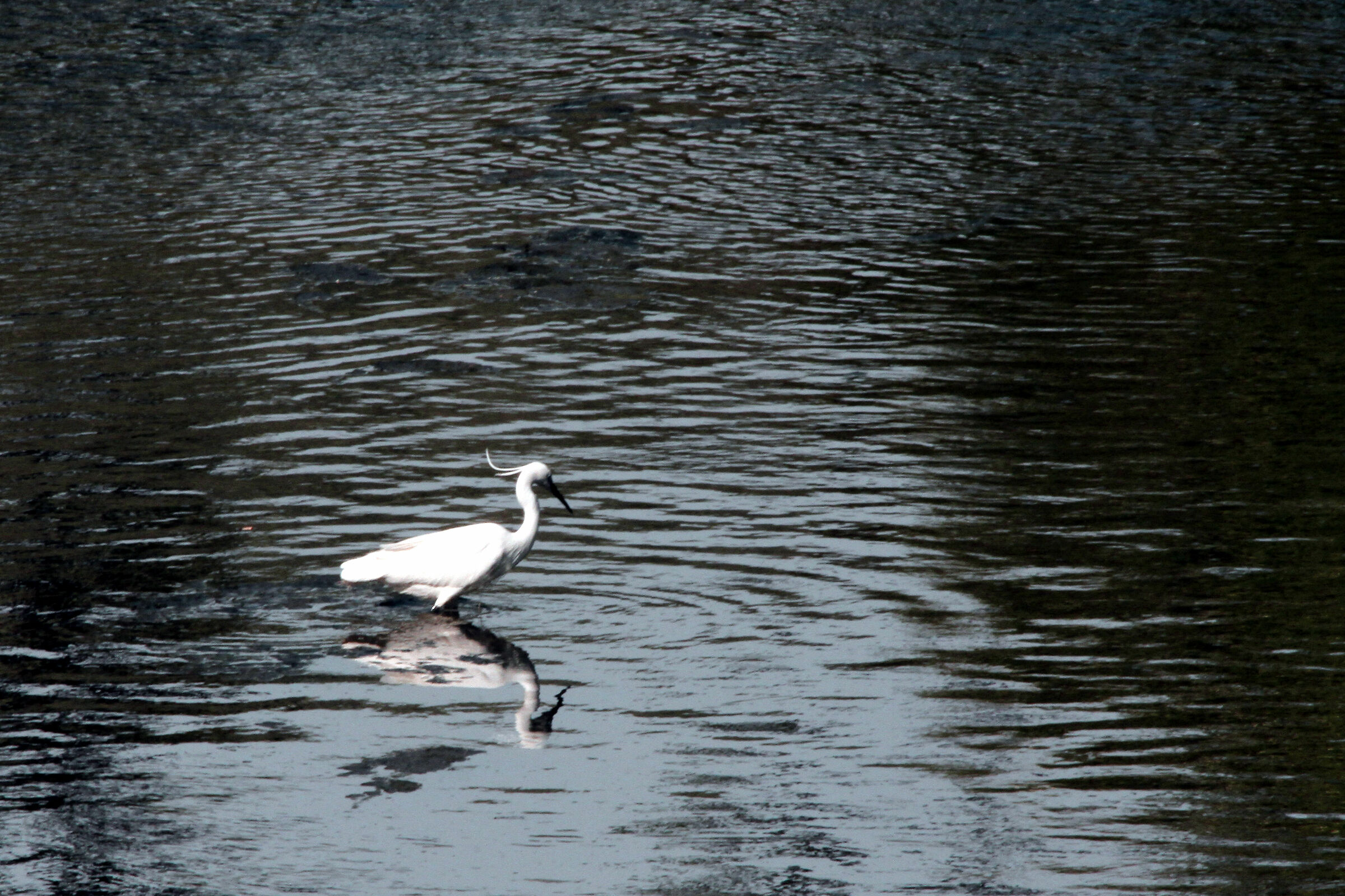 Garzetta (Egretta garzetta) nel torrente Ema (Firenze)