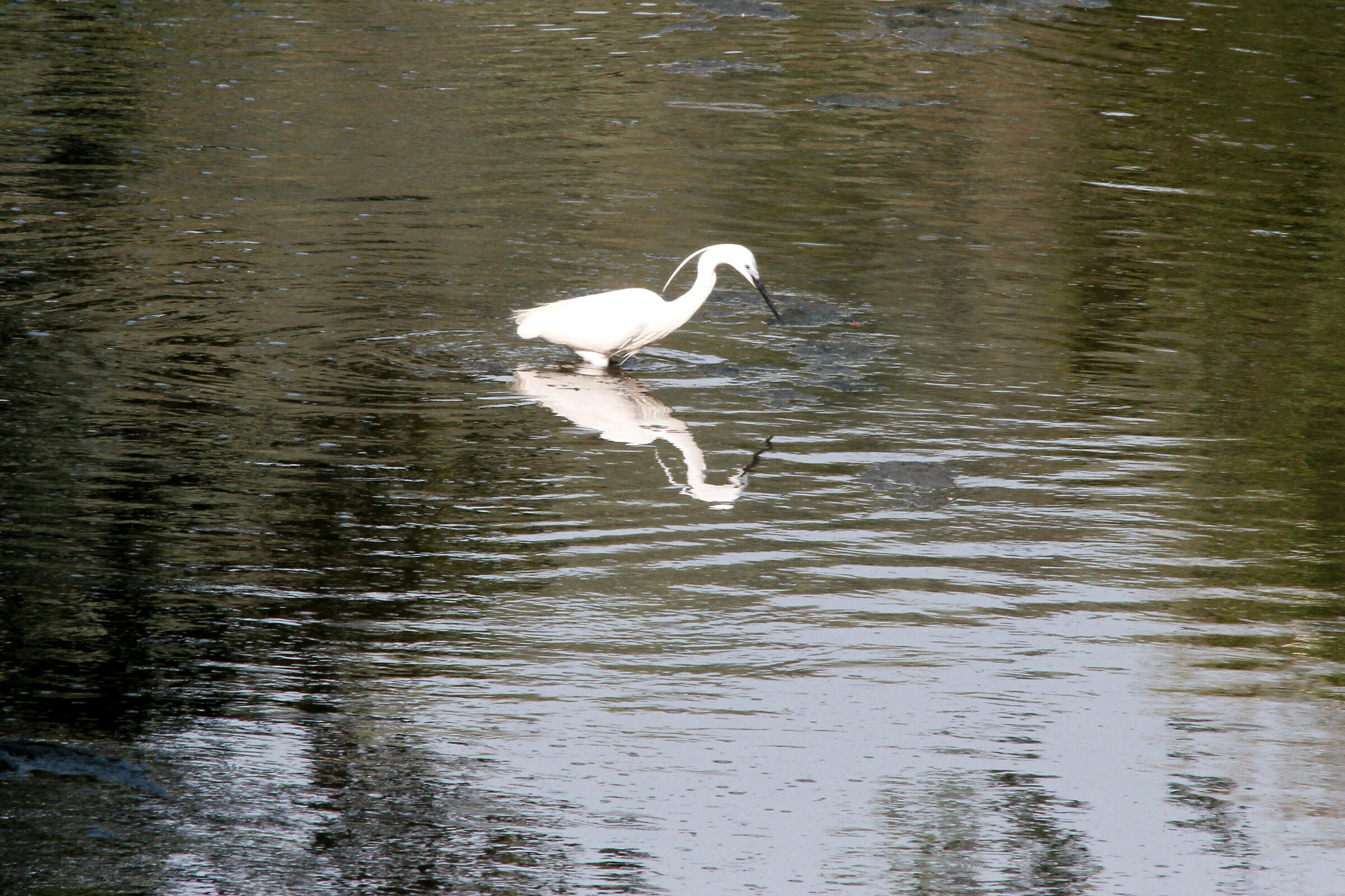 Garzetta (Egretta garzetta) nel torrente Ema (Firenze)