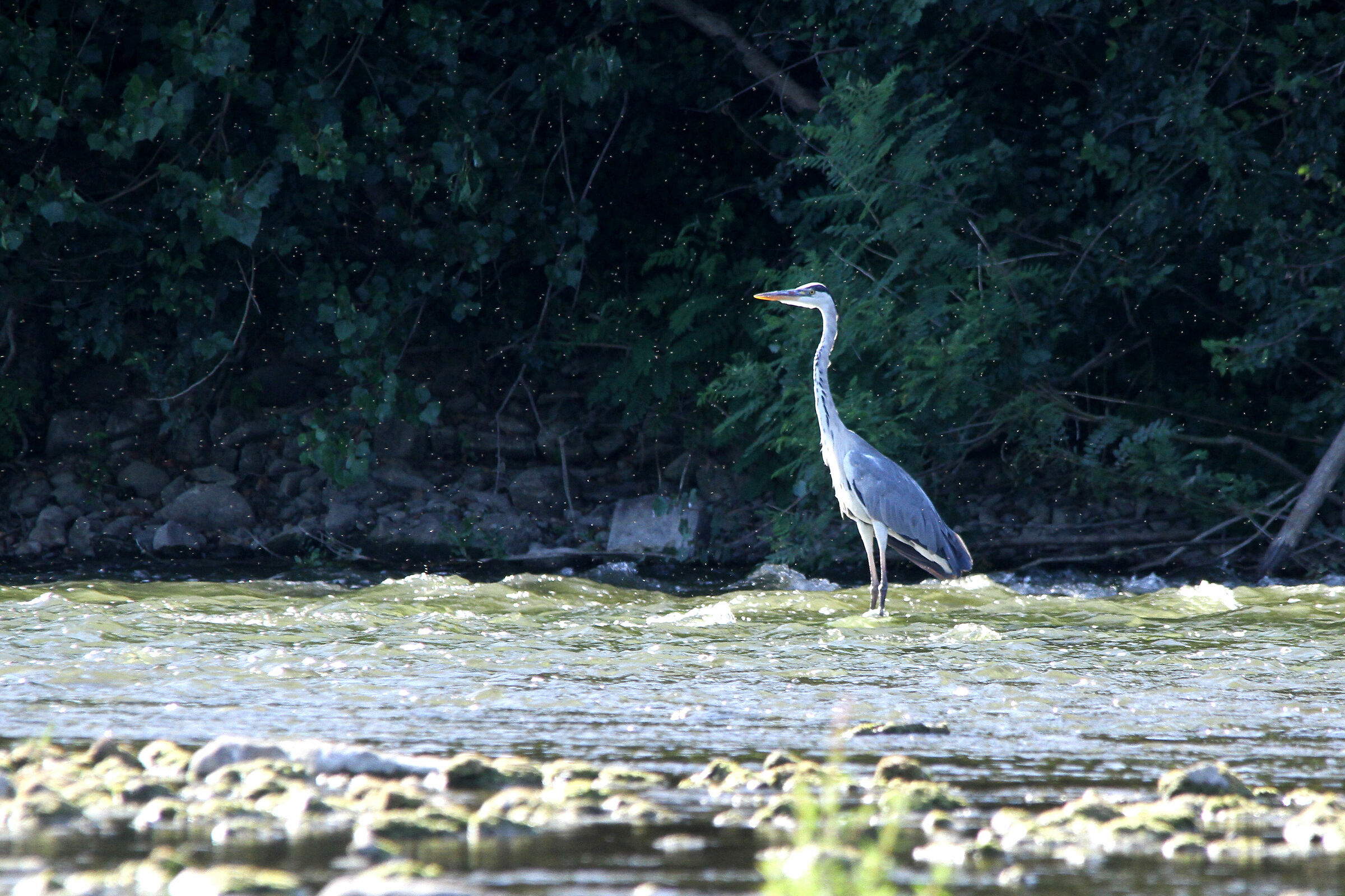 Airone cinerino (Ardea cinerea)