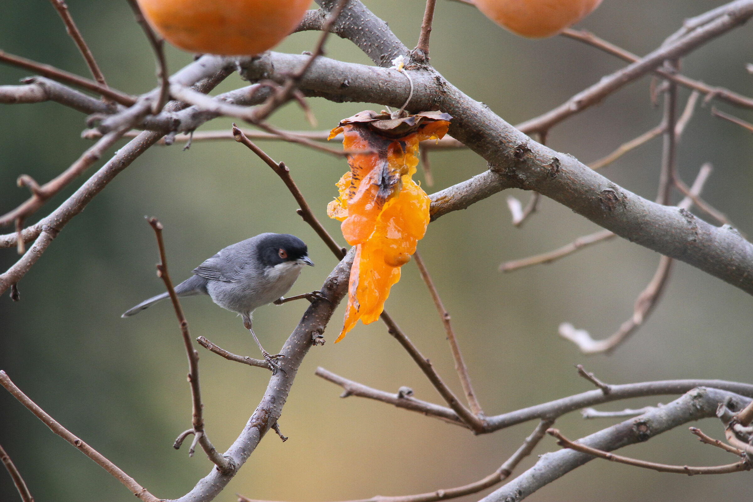 Maschio di Capinera (Sylvia atricapilla )