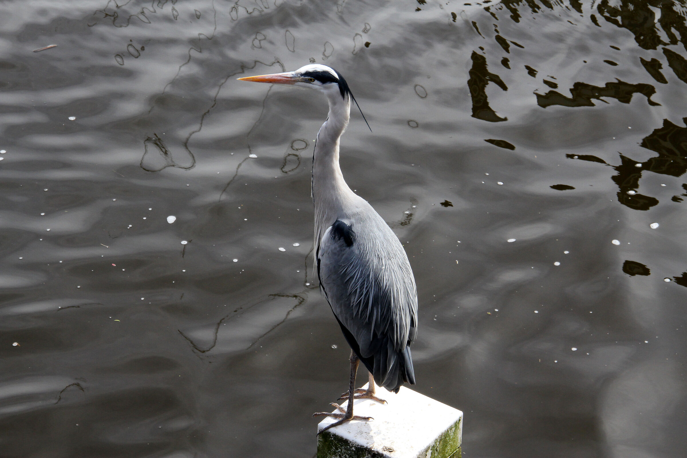 Airone cinerino (Ardea cinerea)