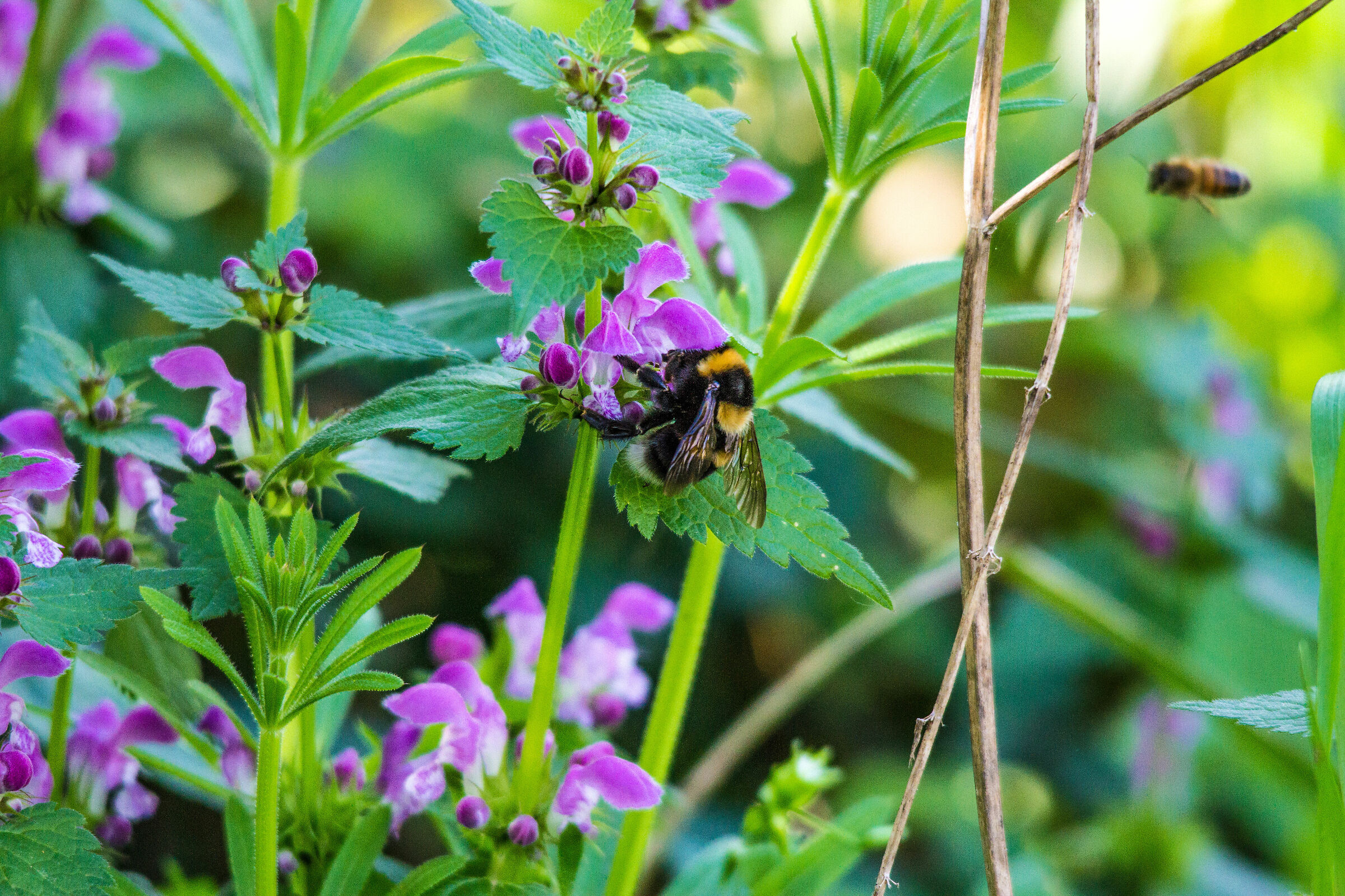 Bombo (Bombus pratorum)