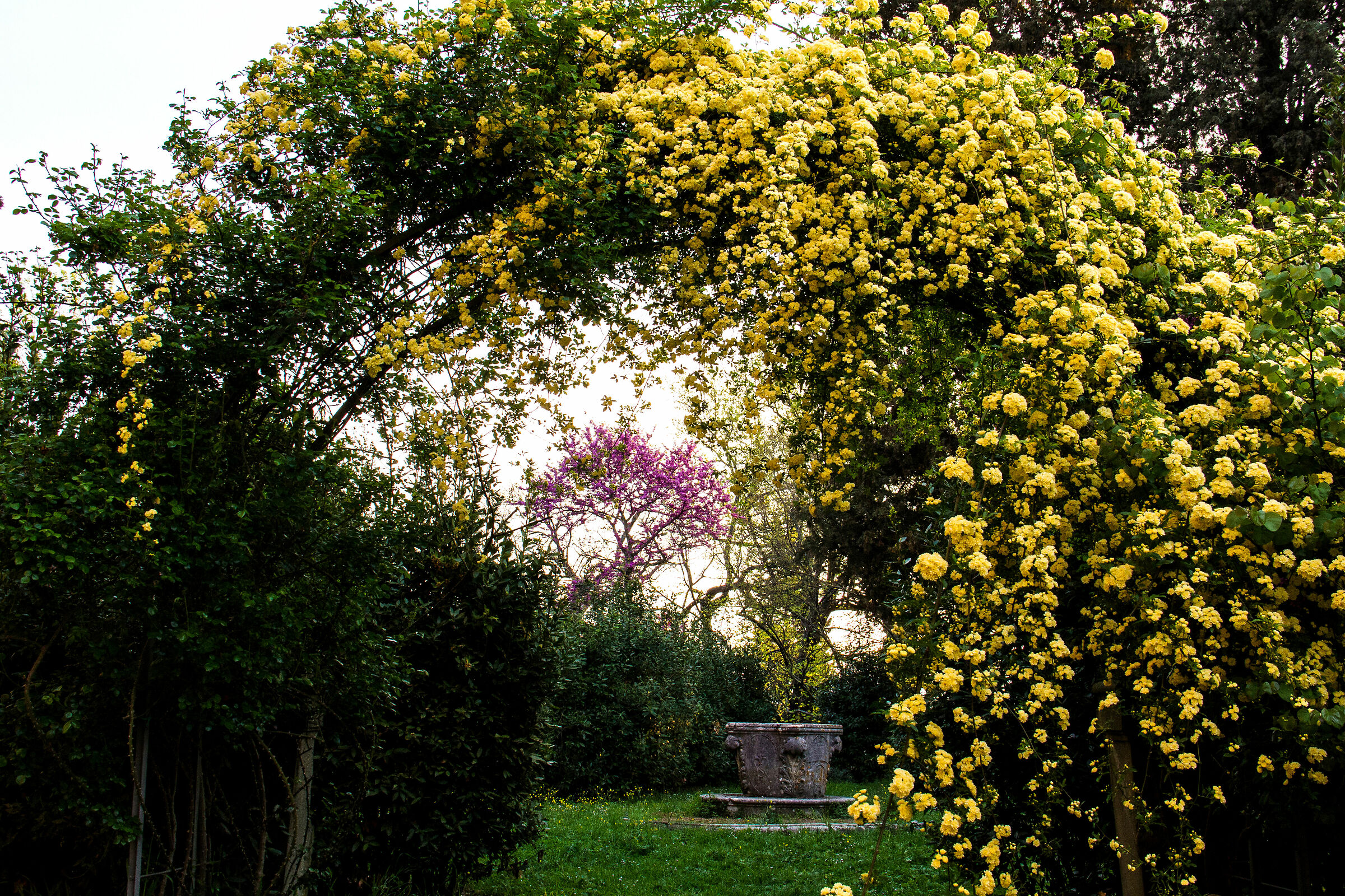 Albero di Giuda (Cercis siliquastrum) e Banksia Lutea