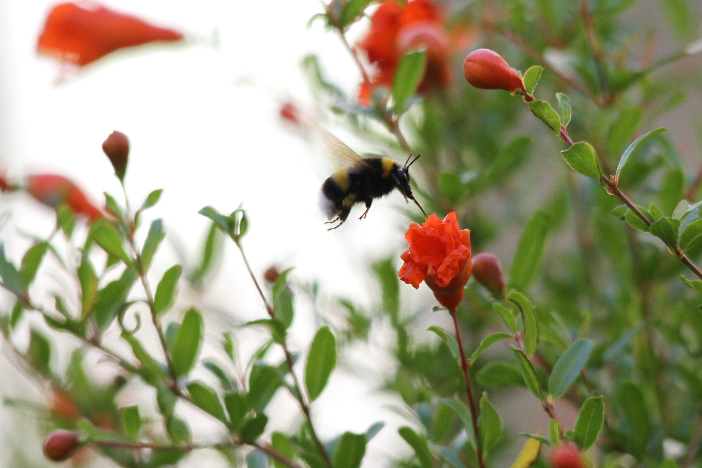 Bombo (Bombus pratorum)