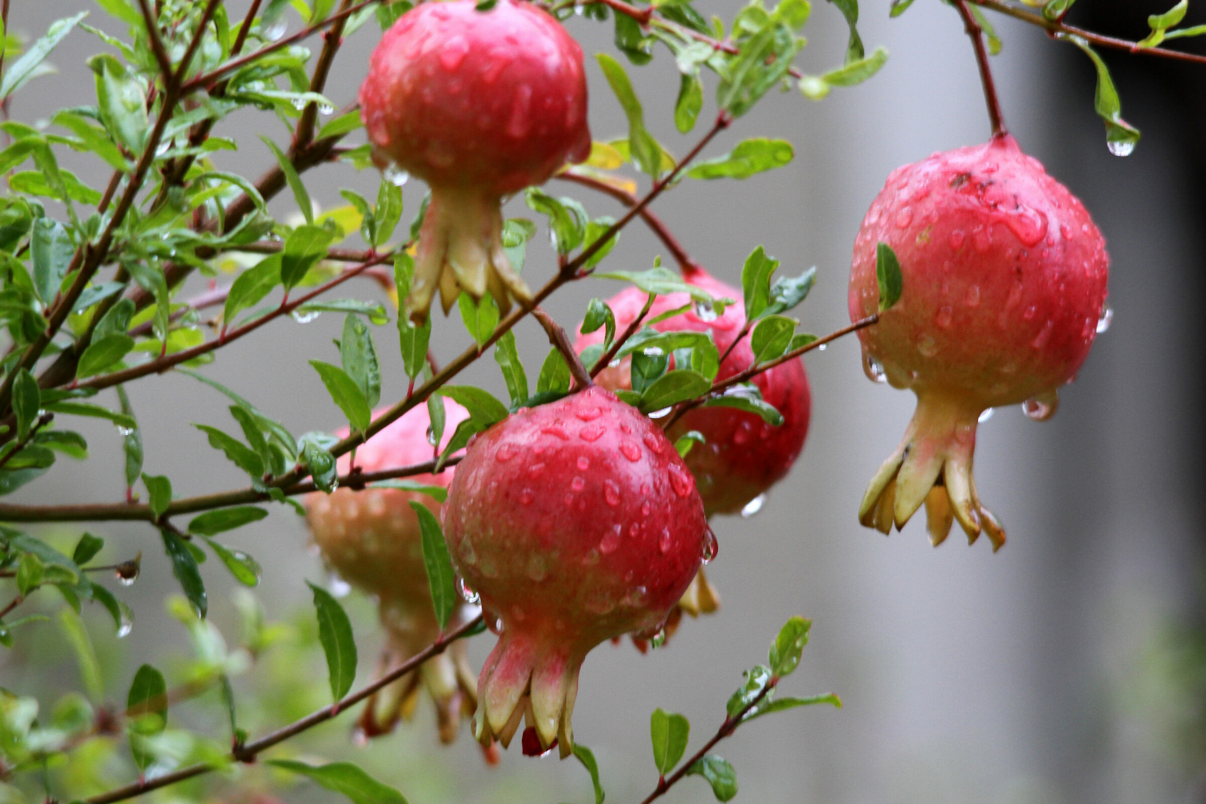 Melograno nano (Punica granatum nana)