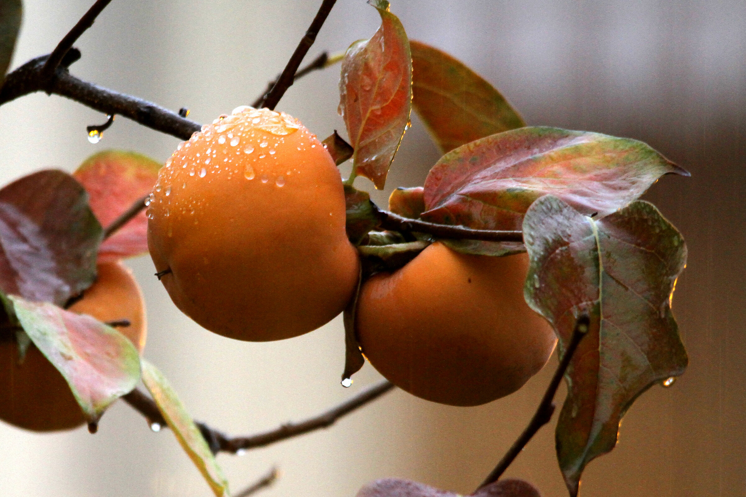 Diospero (Diospyros Kaky)